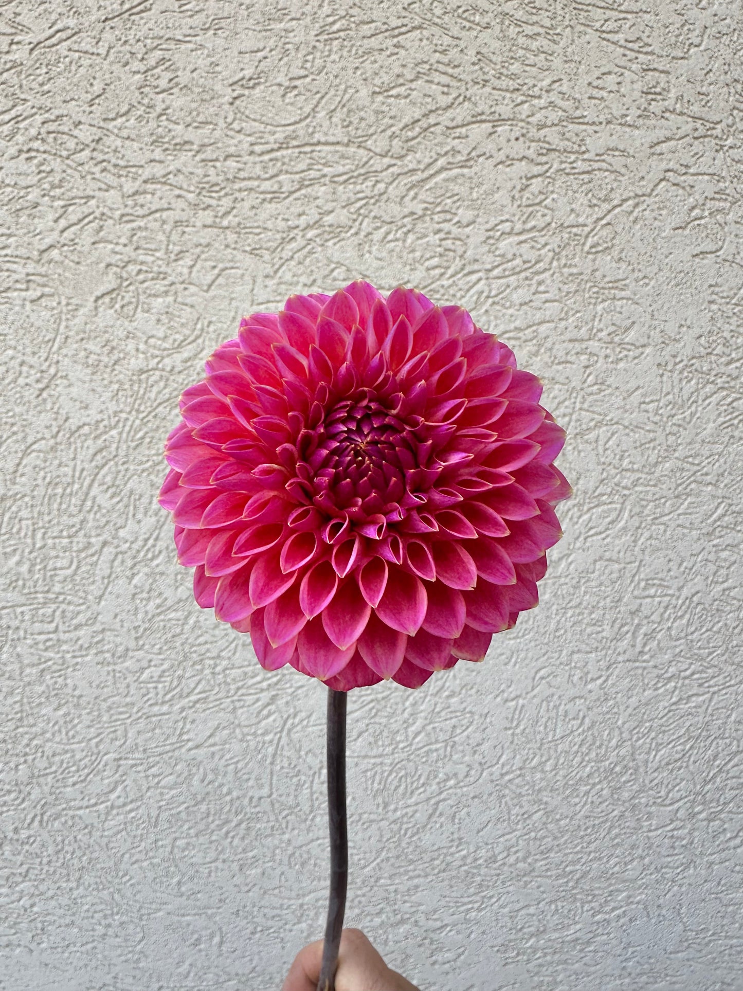 Polvention Kristobal dahlia