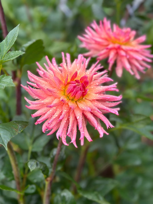 Preference dahlia