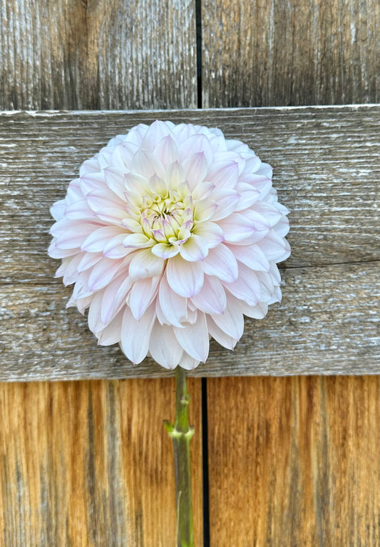 RM Aurora dahlia