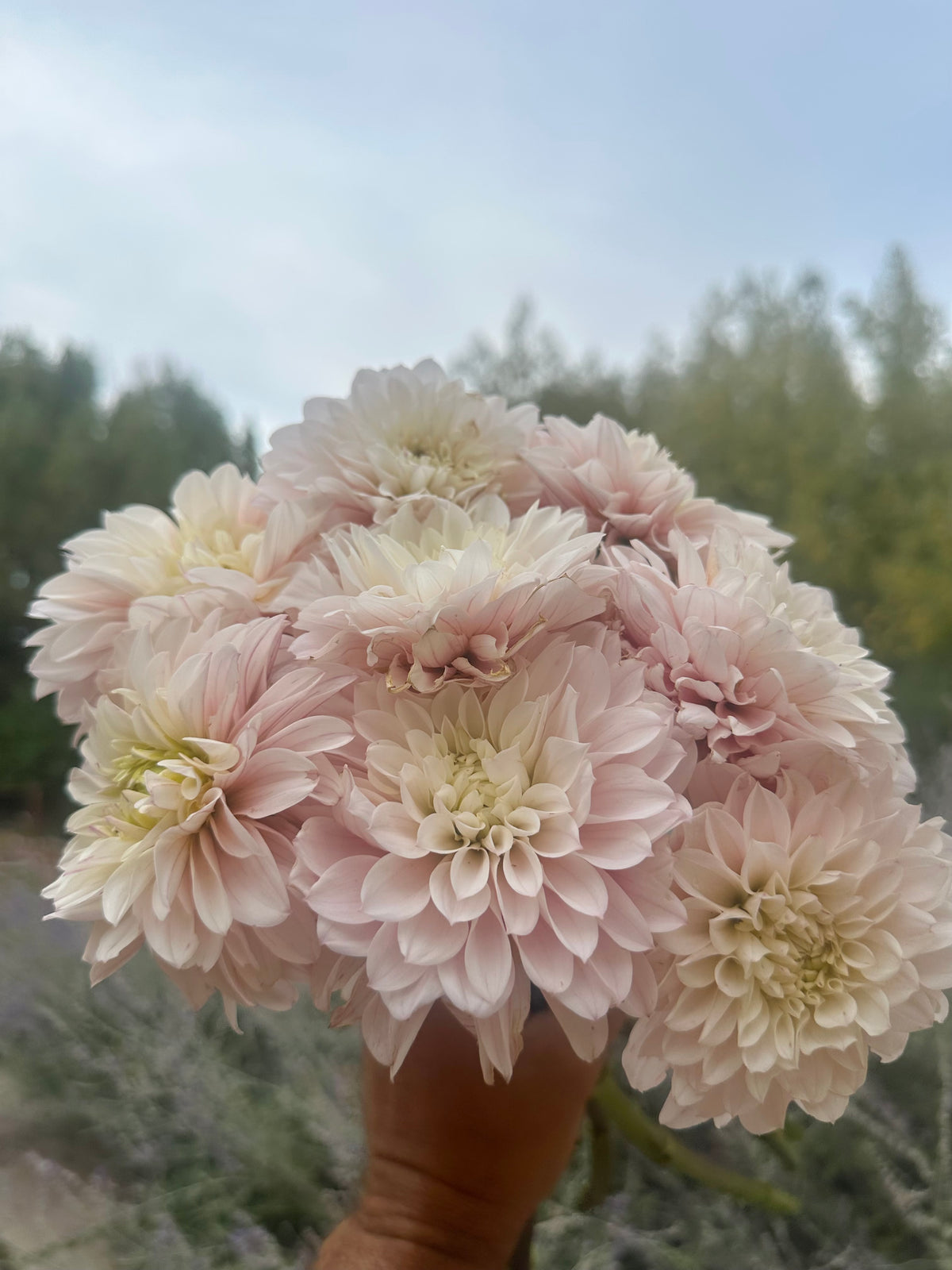 RM Aurora dahlia