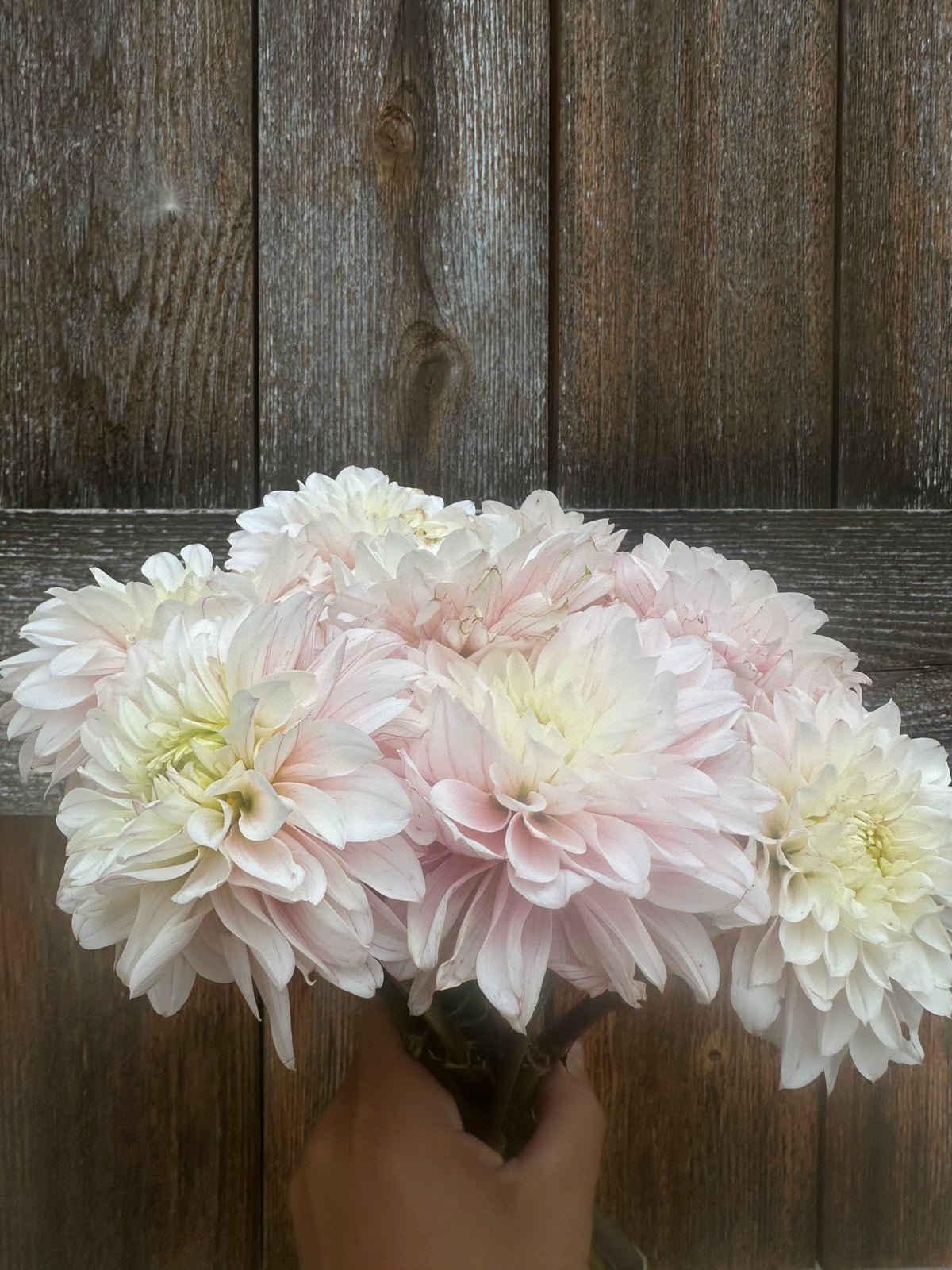 RM Aurora dahlia