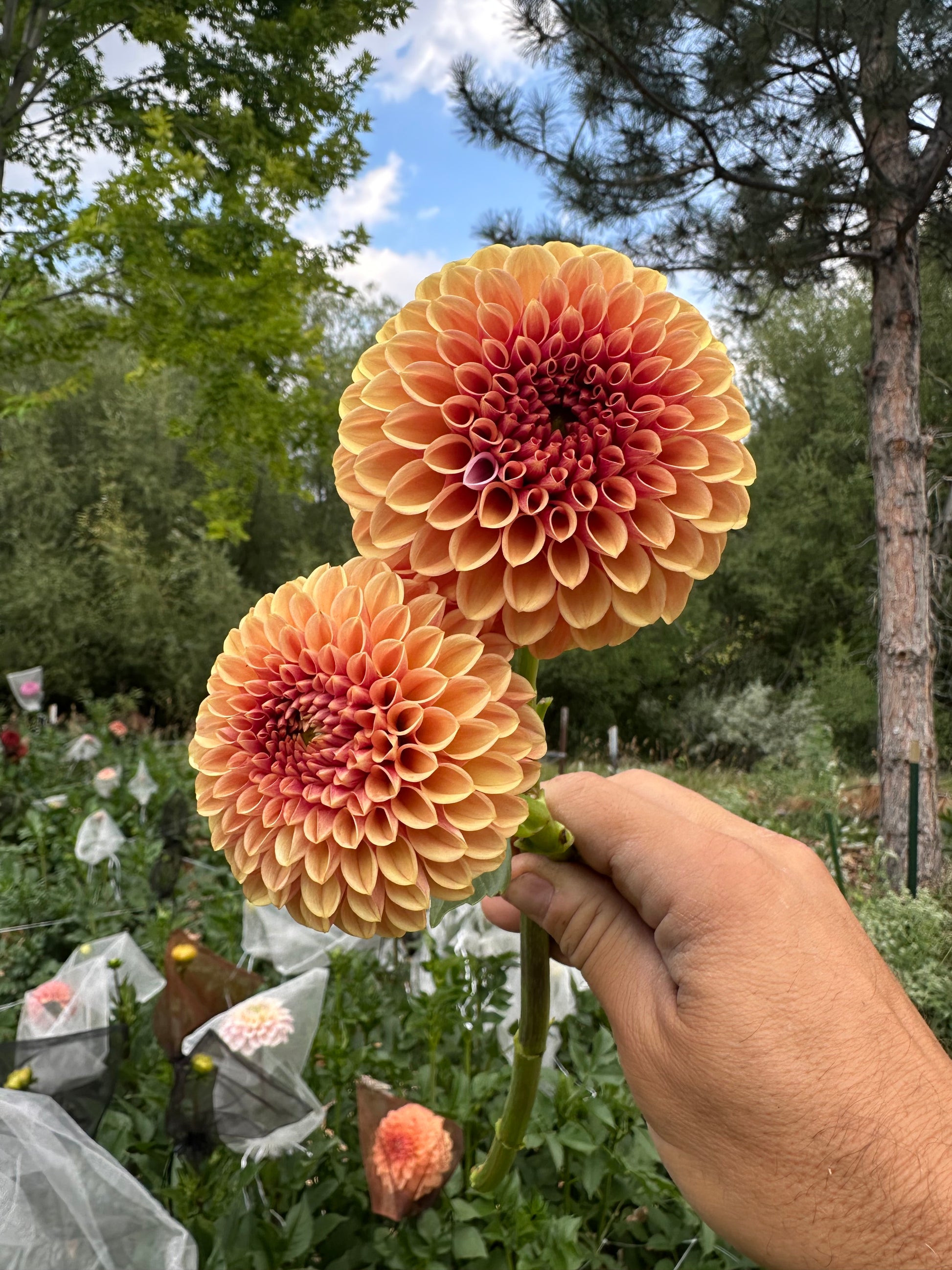 RM Autumn Harvest dahlia