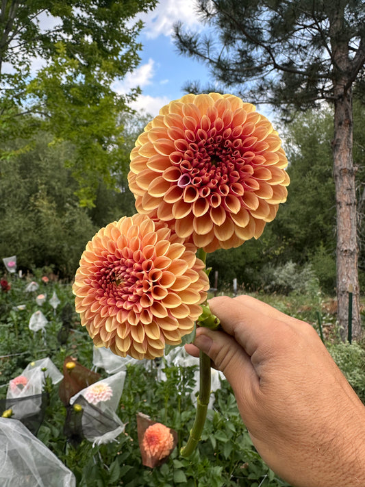 RM Autumn Harvest dahlia