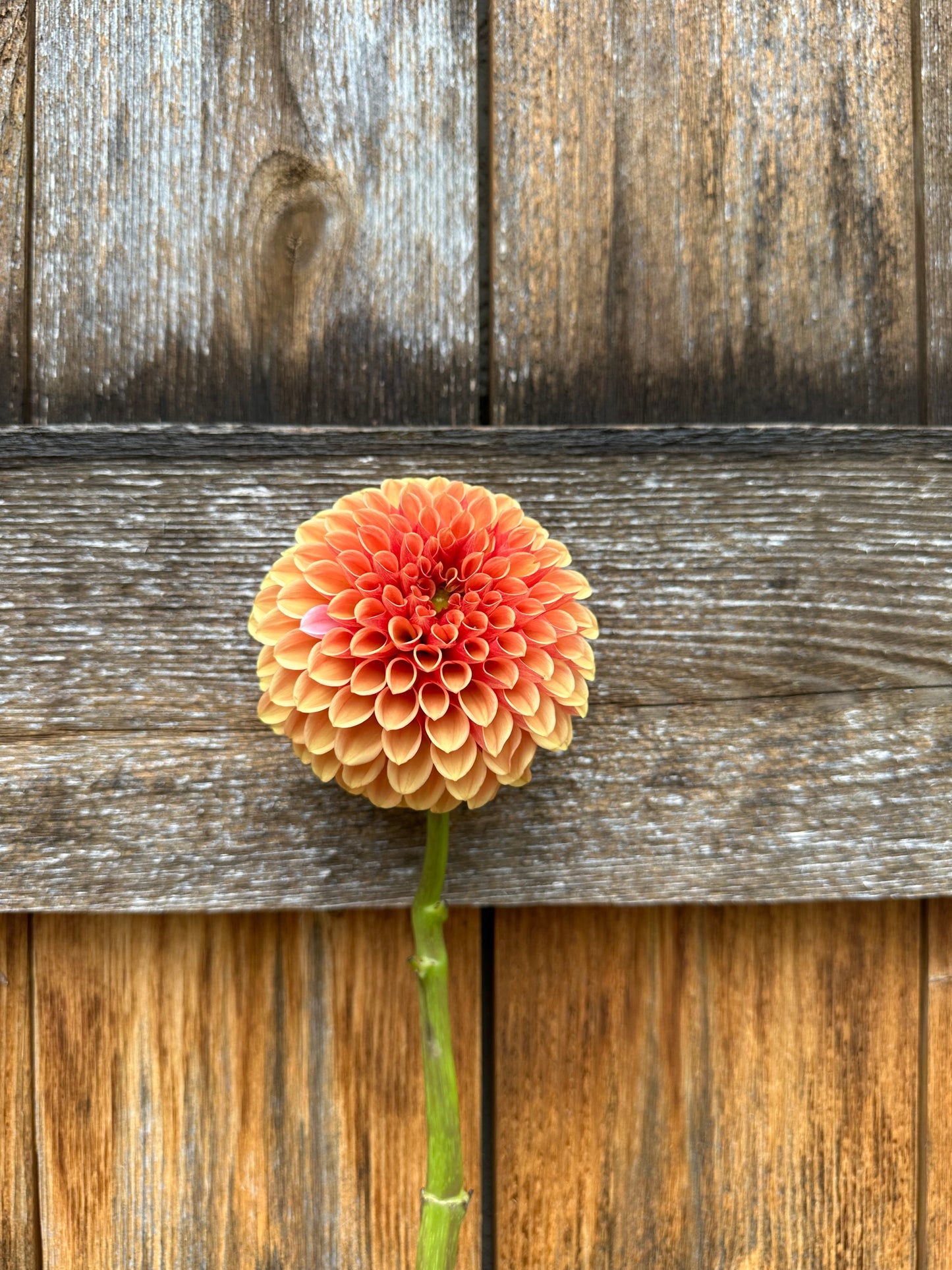 RM Autumn Harvest dahlia