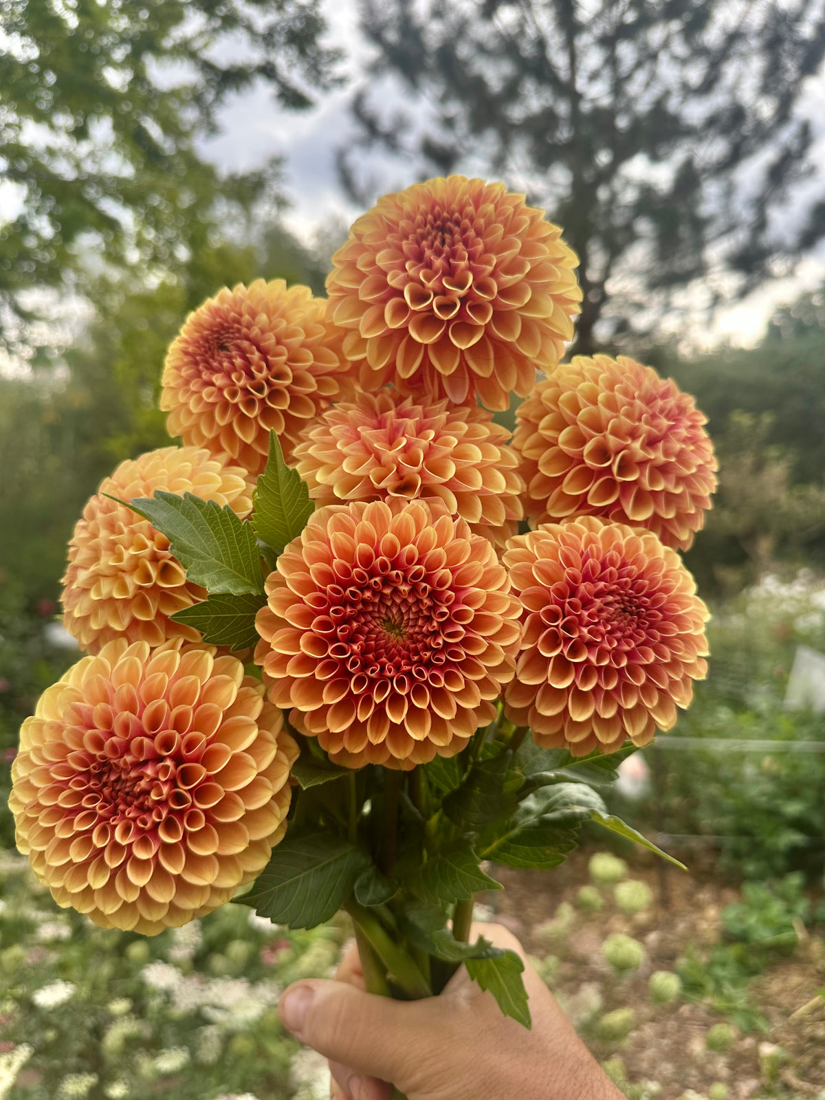 RM Autumn Harvest dahlia