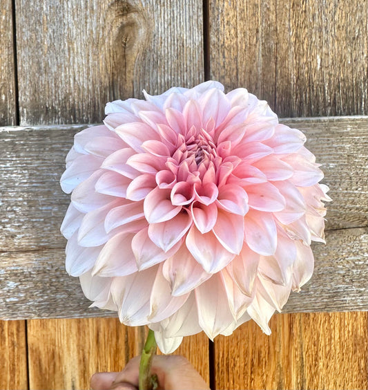 RM Baby Girl dahlia