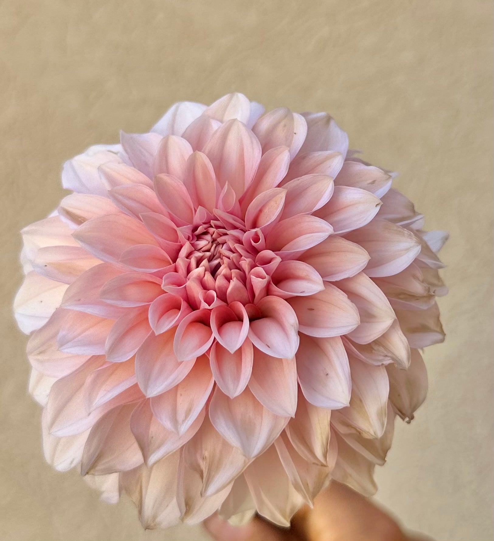 RM Baby Girl dahlia