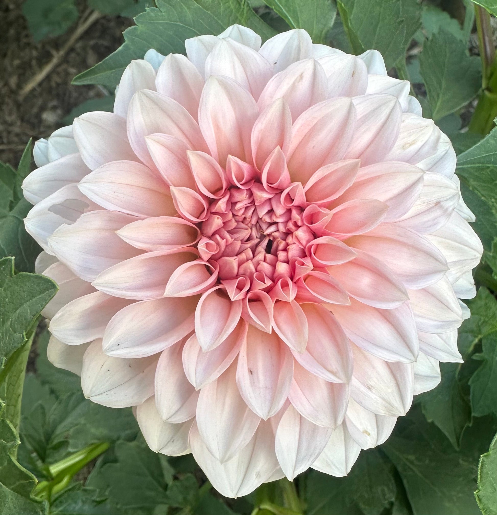 RM Baby Girl dahlia