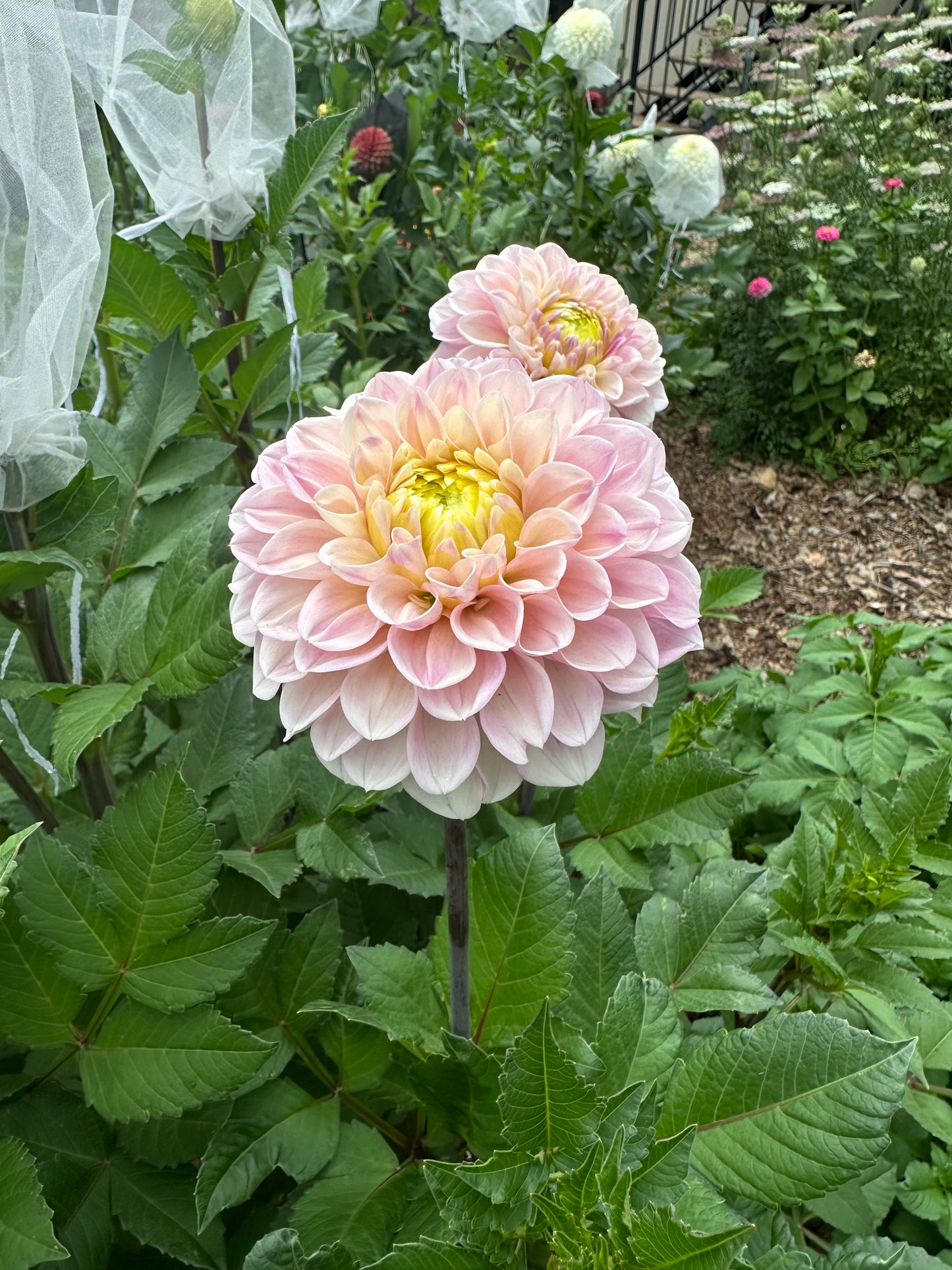 RM Ballet Blush dahlia