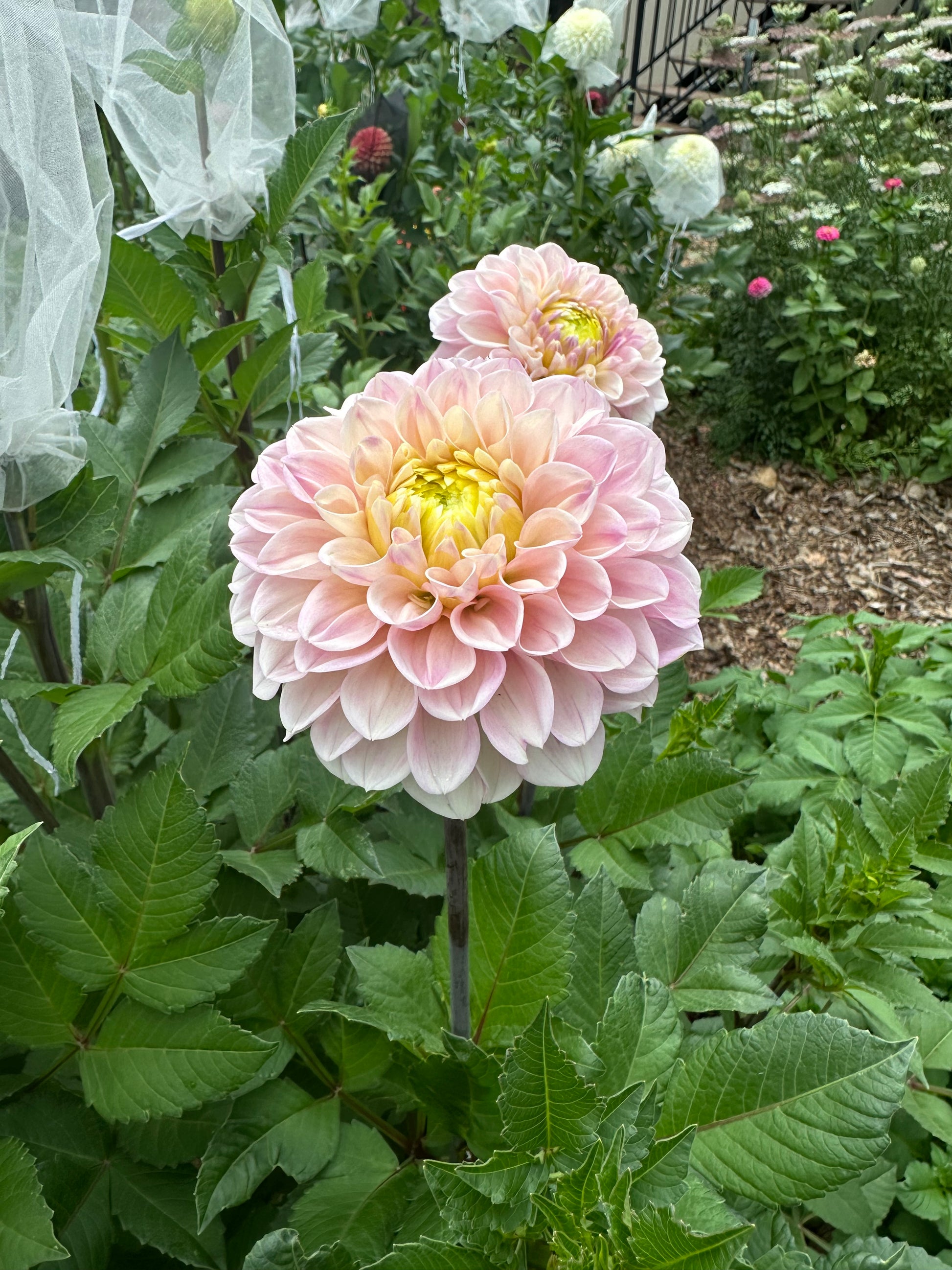 RM Ballet Blush dahlia