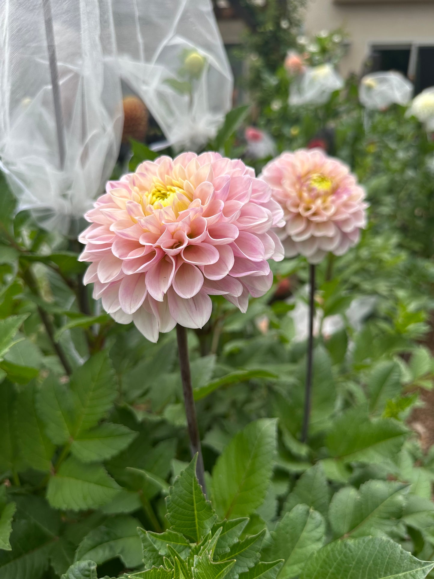RM Ballet Blush dahlia