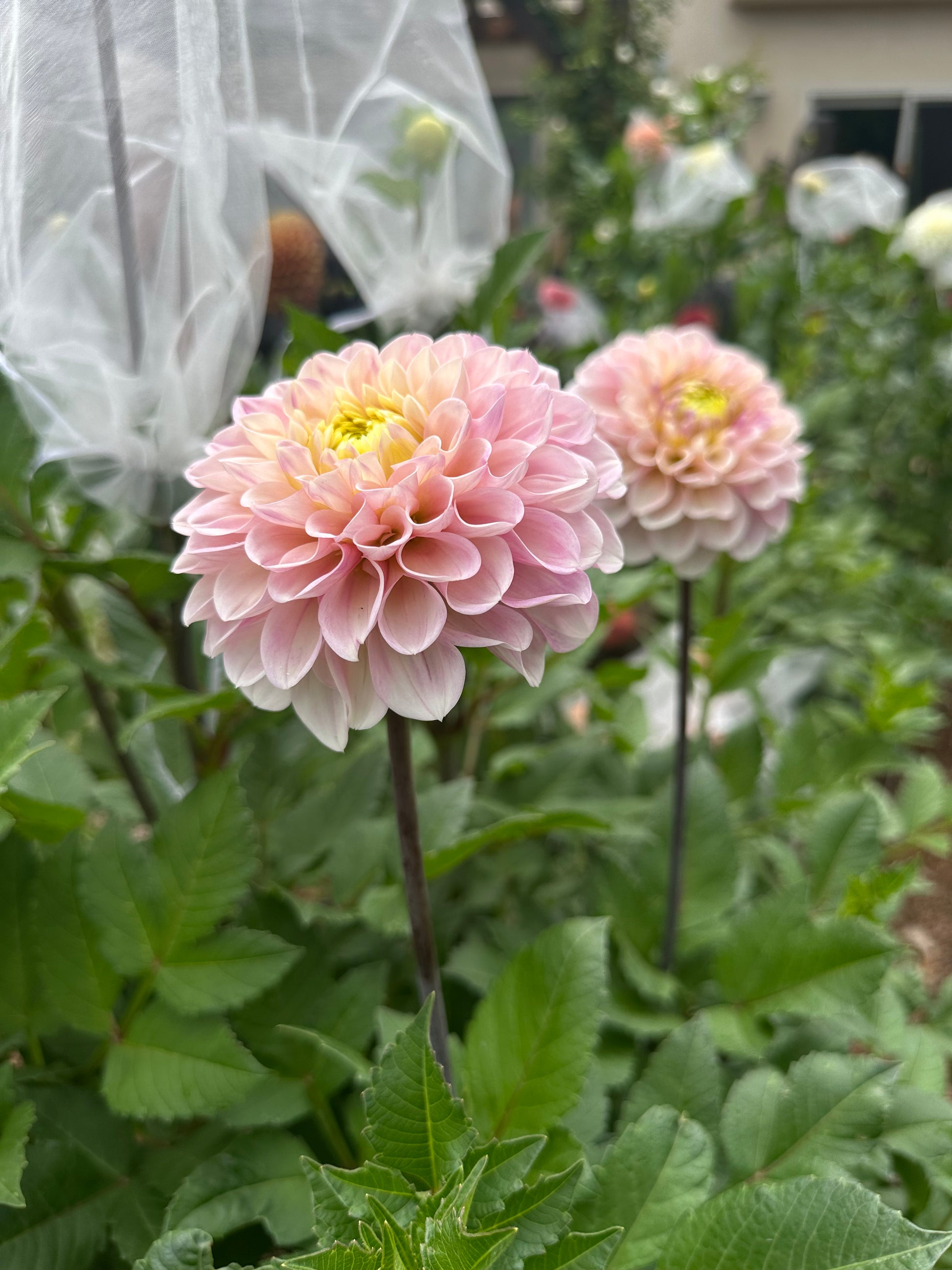 RM Ballet Blush dahlia