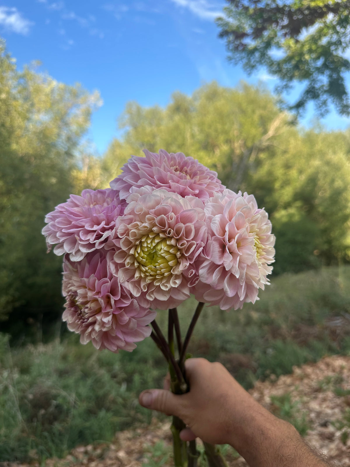RM Ballet Blush dahlia