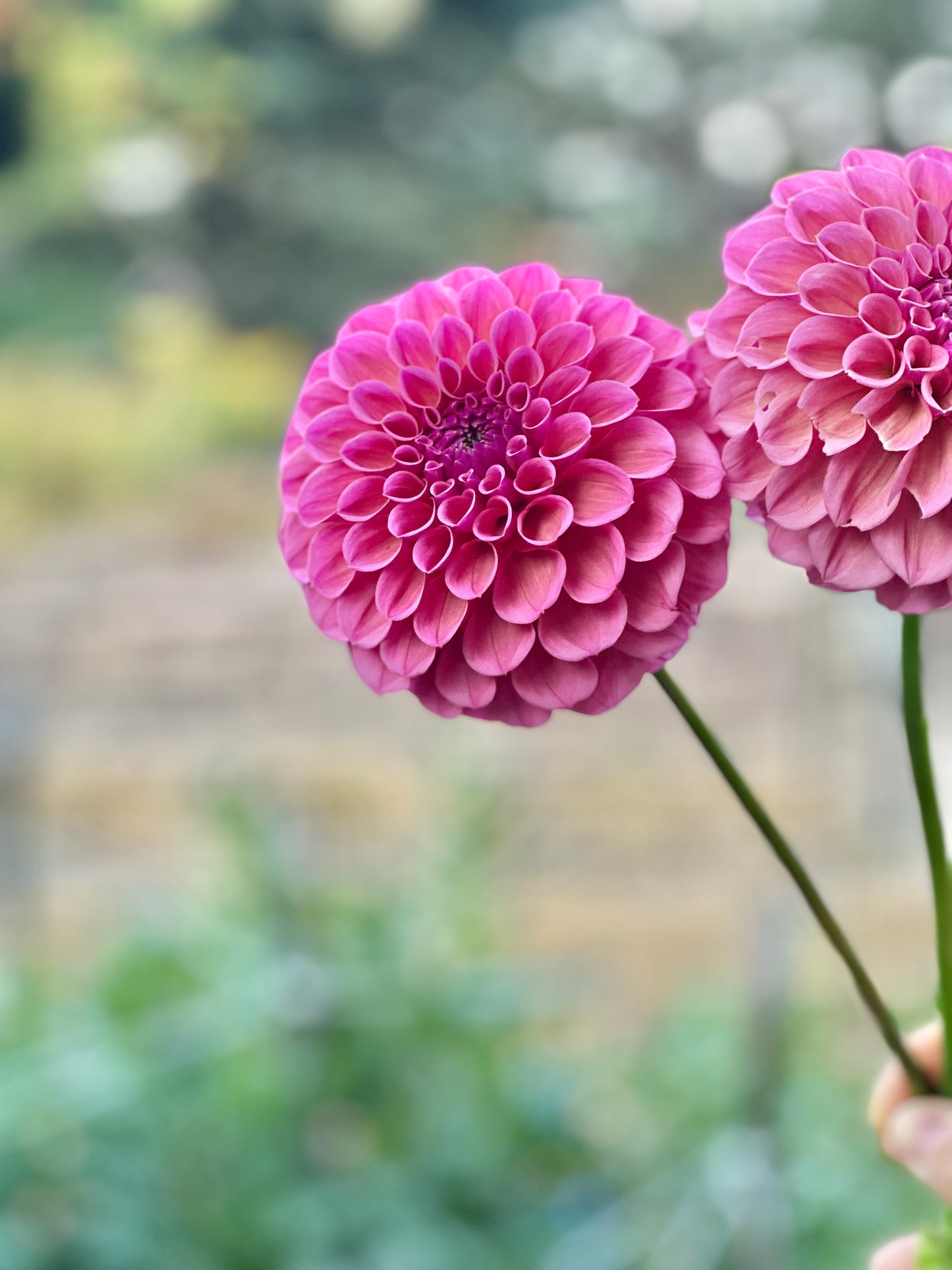RM Berry Kiss dahlia