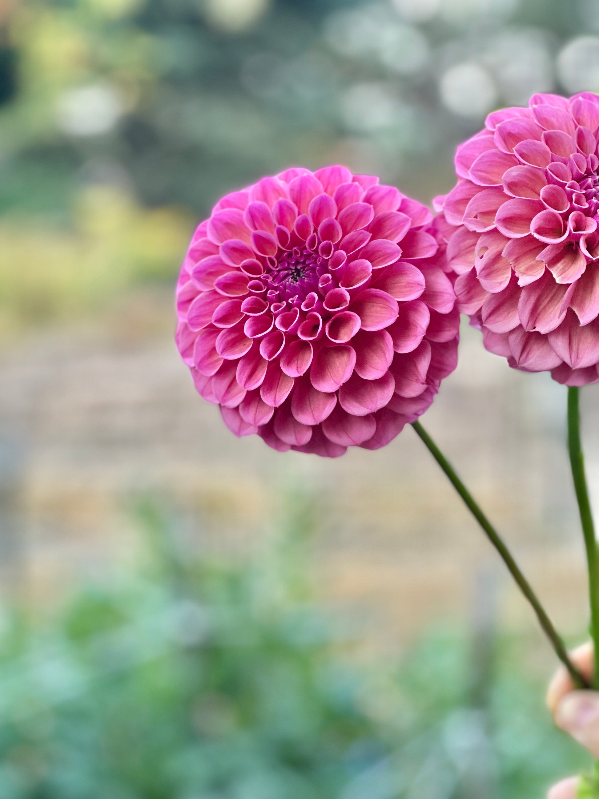 RM Berry Kiss dahlia