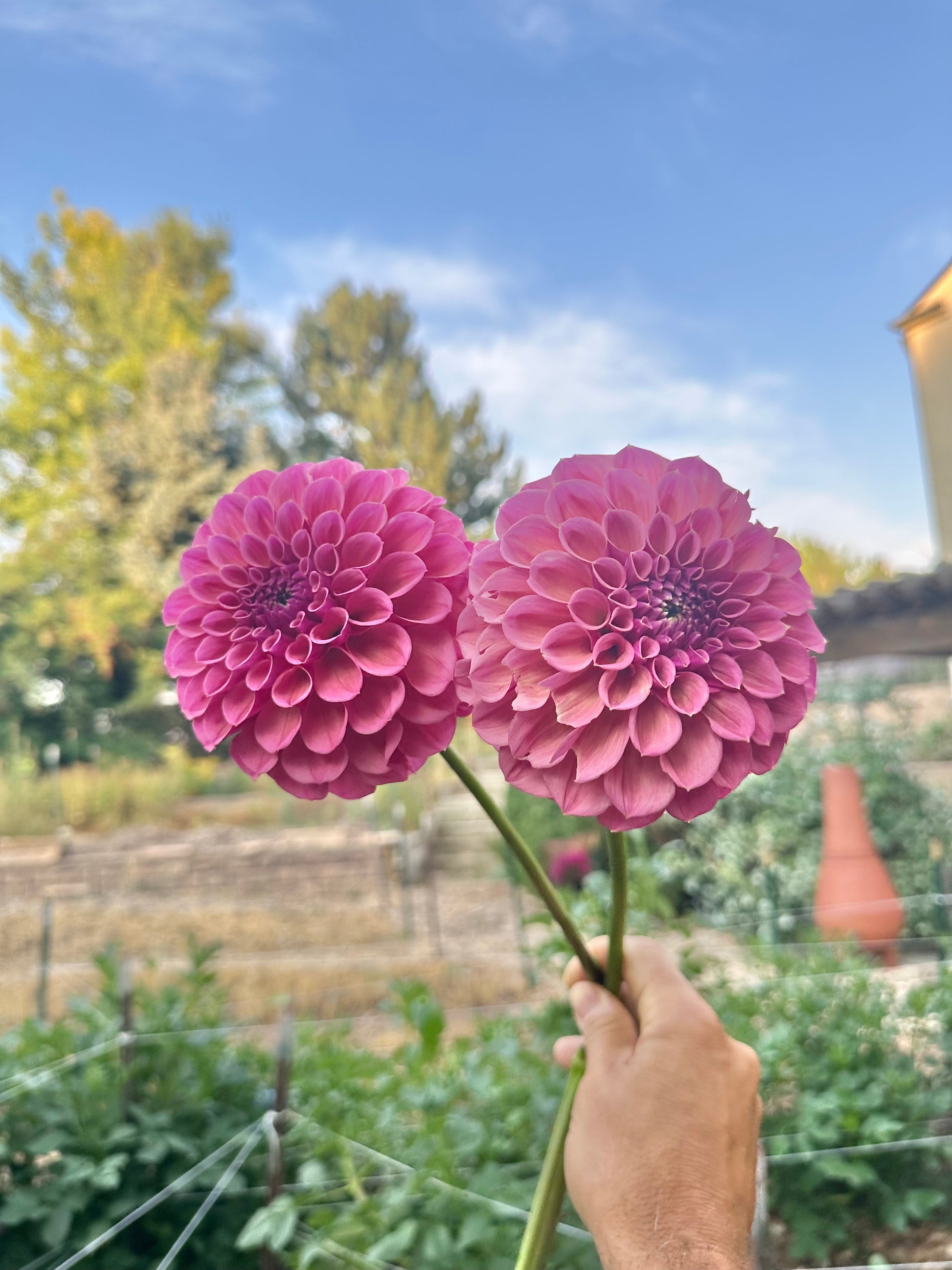 RM Berry Kiss dahlia