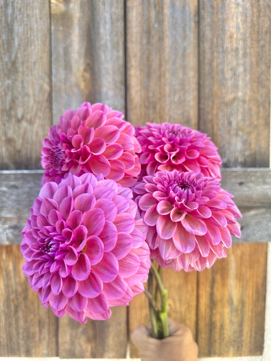 RM Berry Kiss dahlia