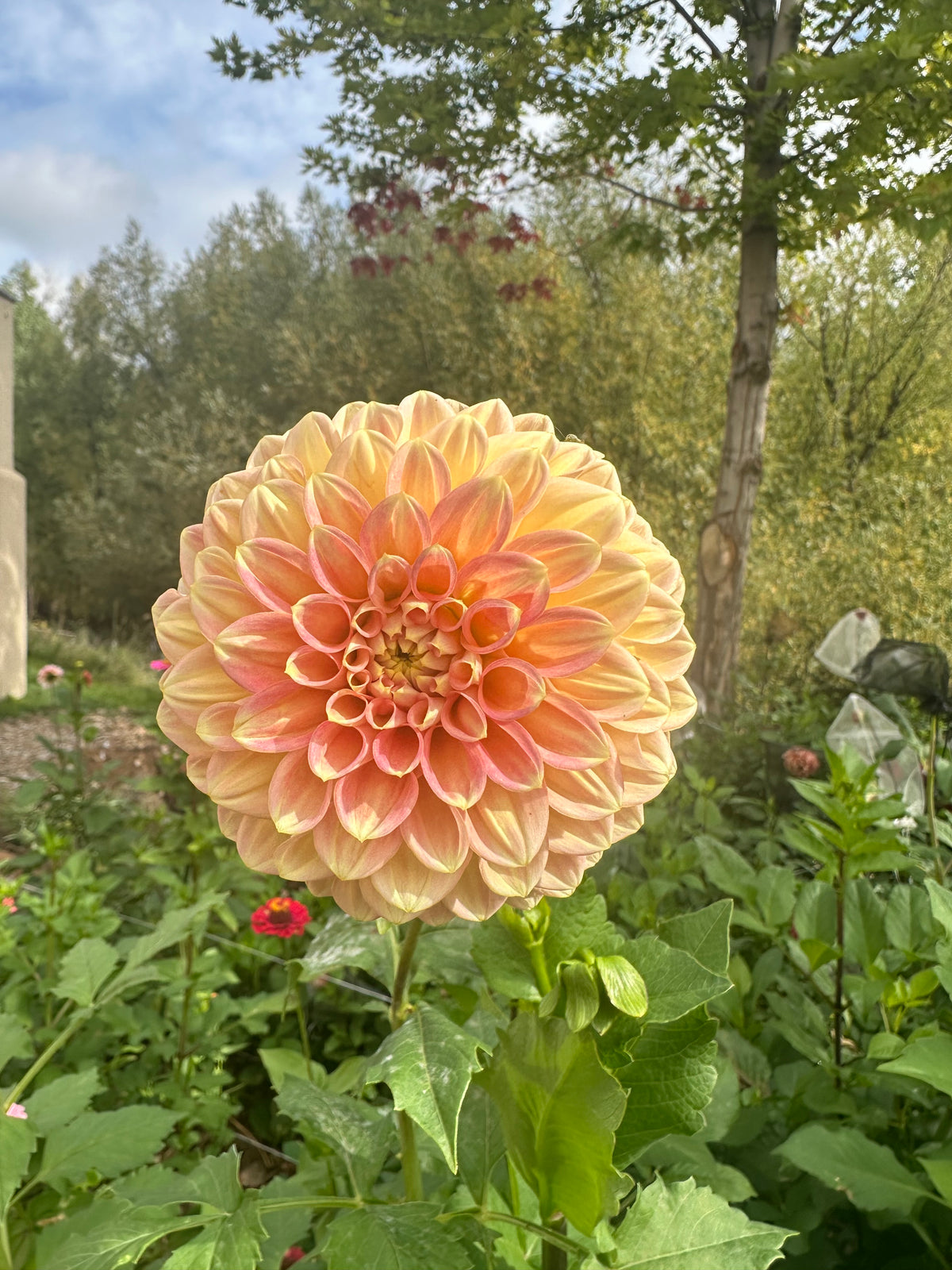 RM Candy Mountain dahlia