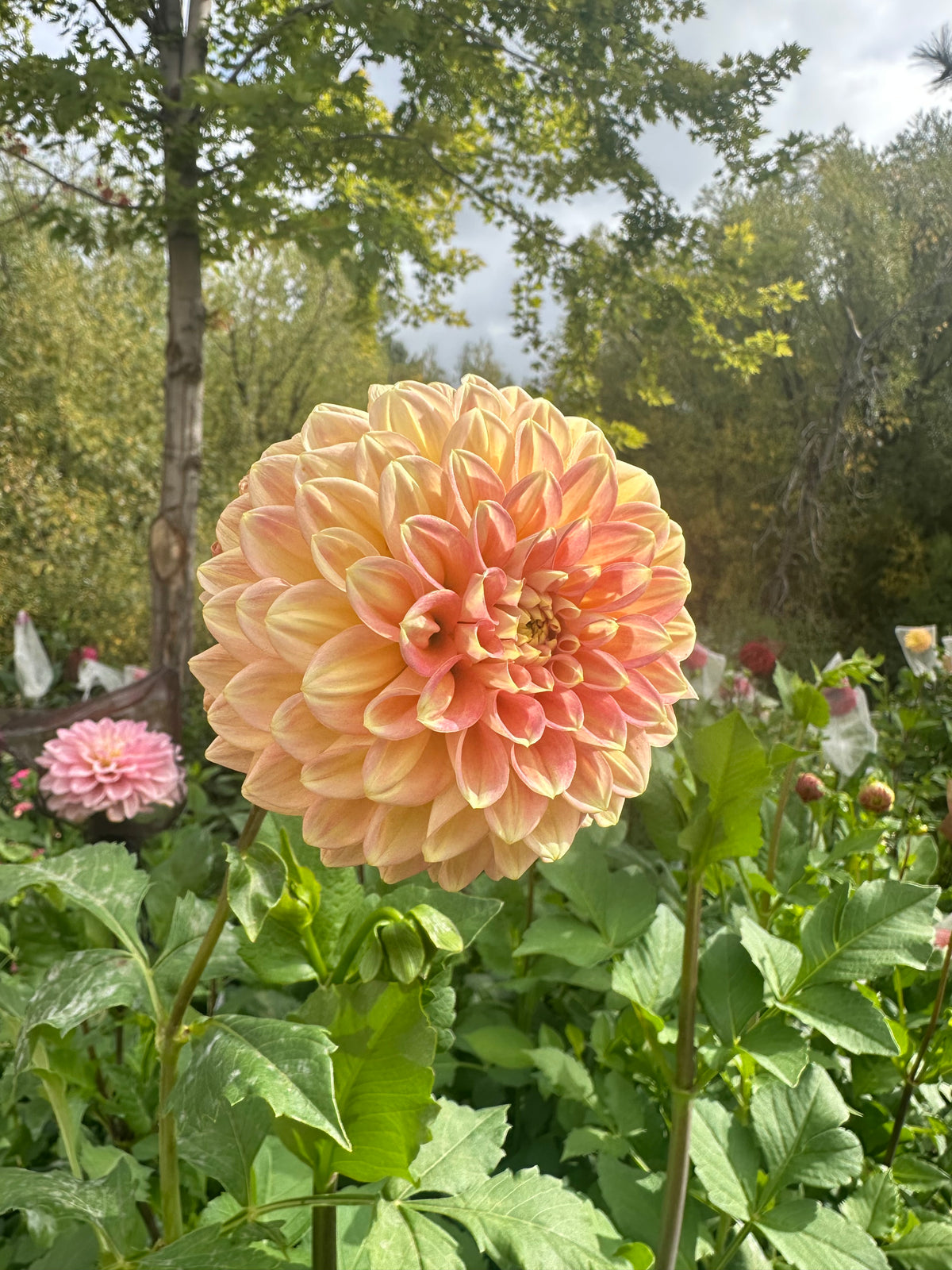 RM Candy Mountain dahlia