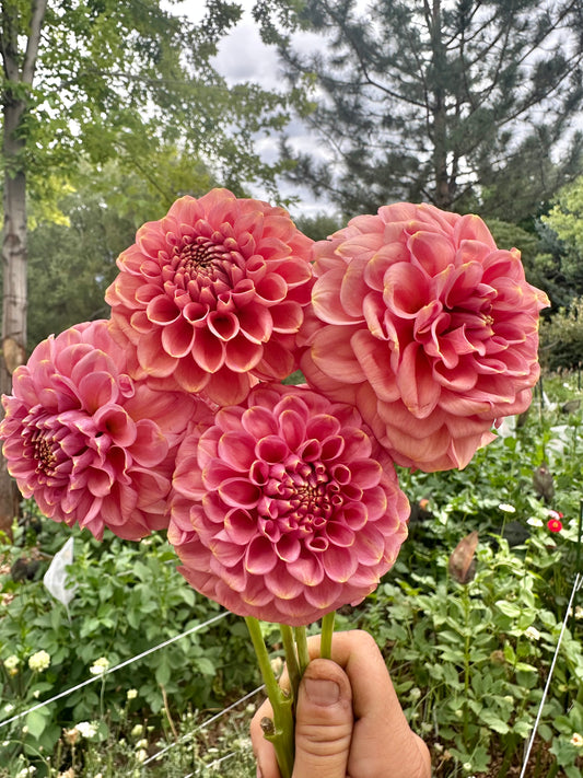 RM Copper Shimmer dahlia