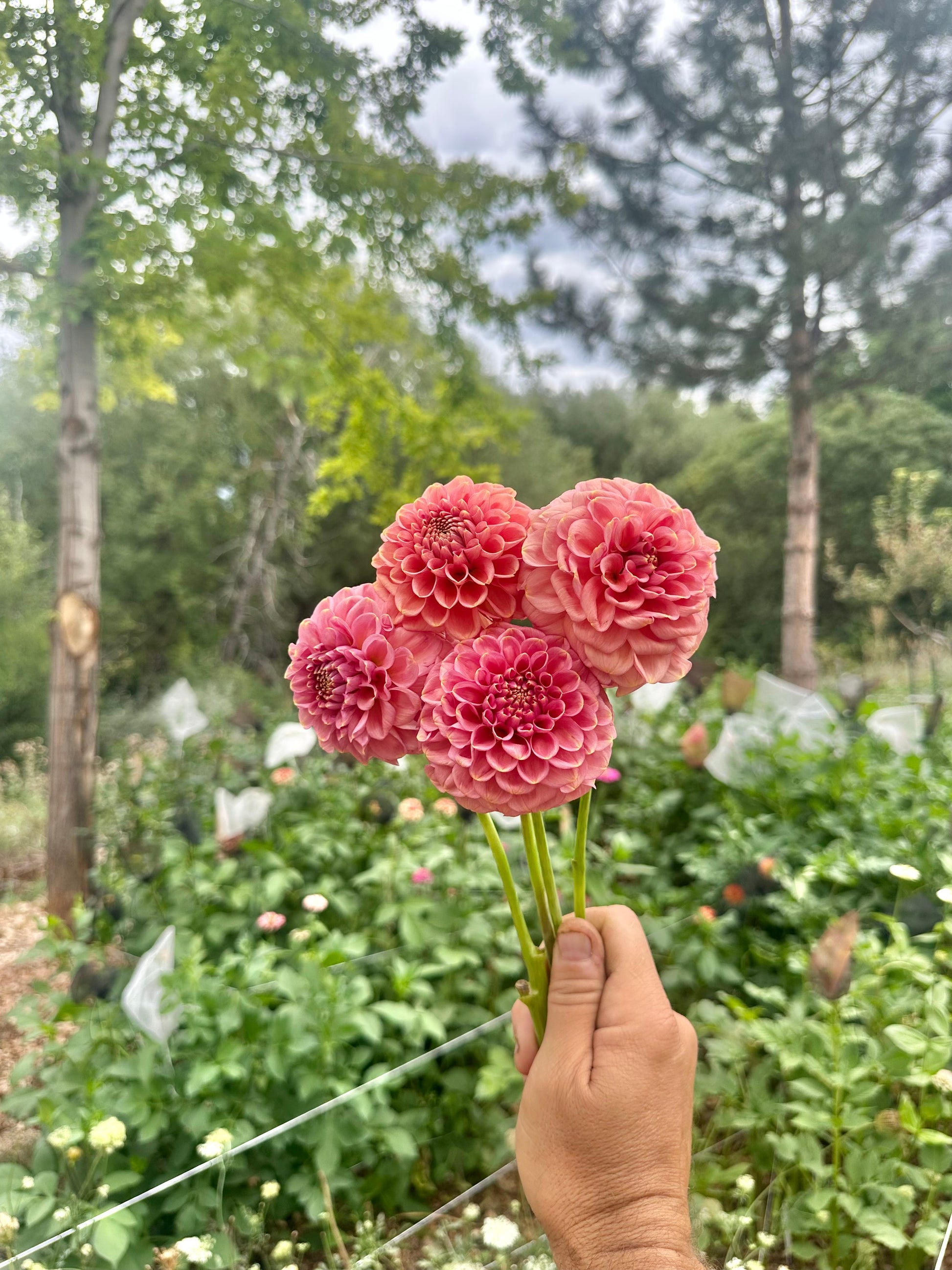 RM Copper Shimmer dahlia