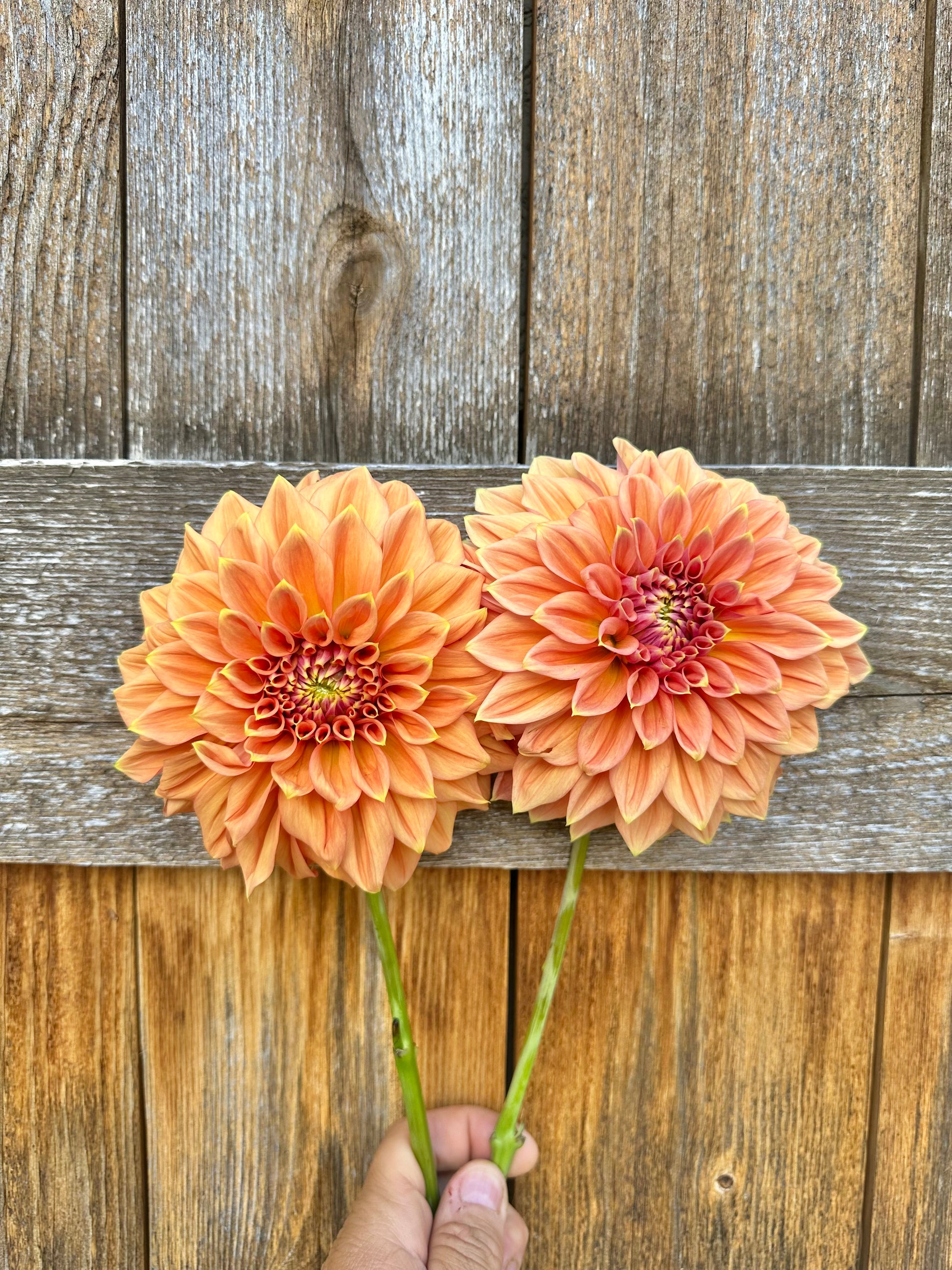 RM Coral Treasure dahlia