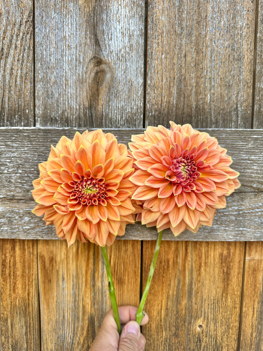 RM Coral Treasure dahlia