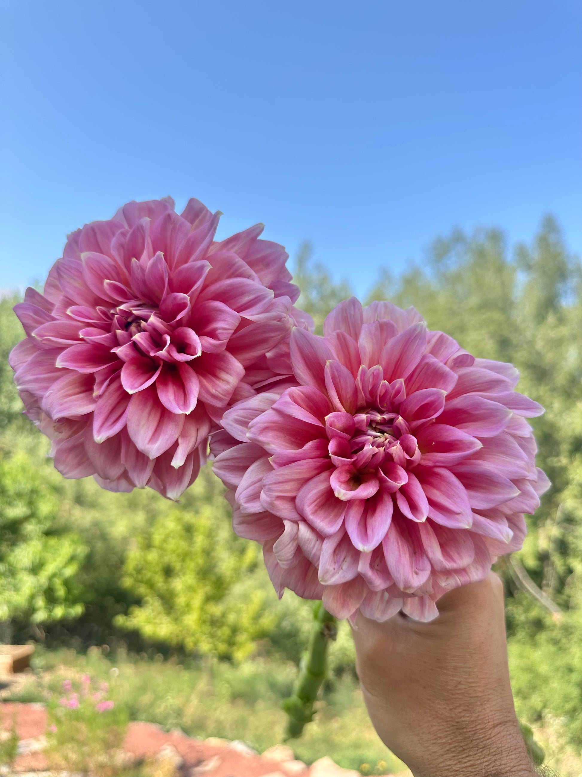 RM Coral Treasure dahlia