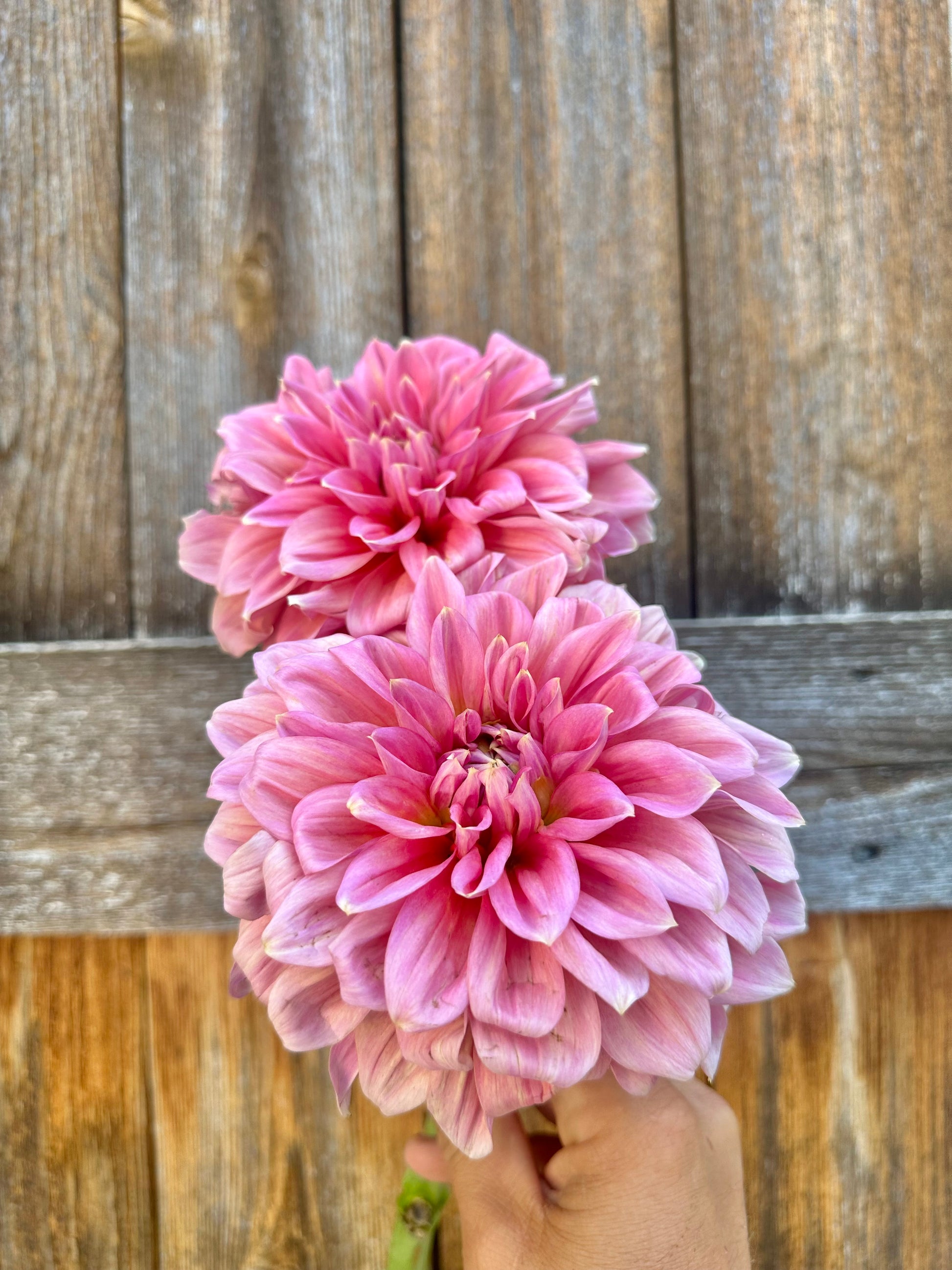 RM Coral Treasure dahlia