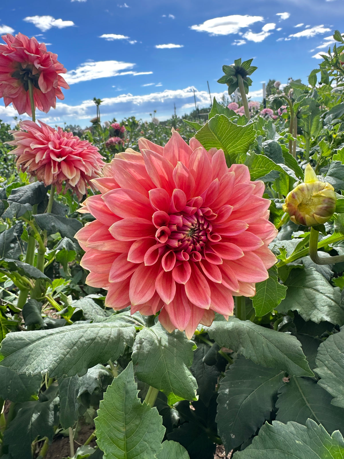 RM Coral Treasure dahlia
