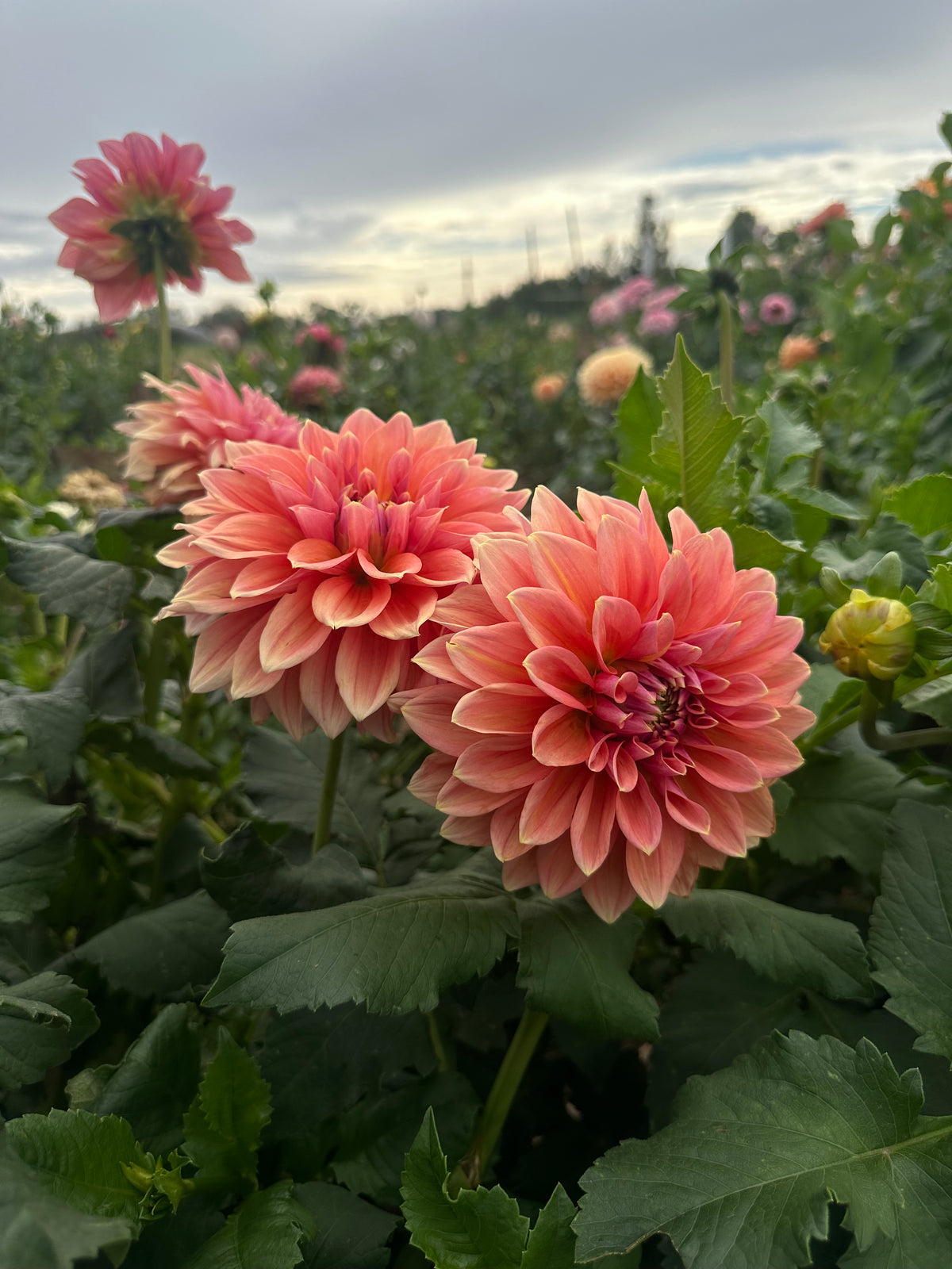 RM Coral Treasure dahlia