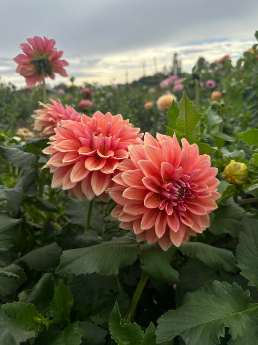 RM Coral Treasure dahlia