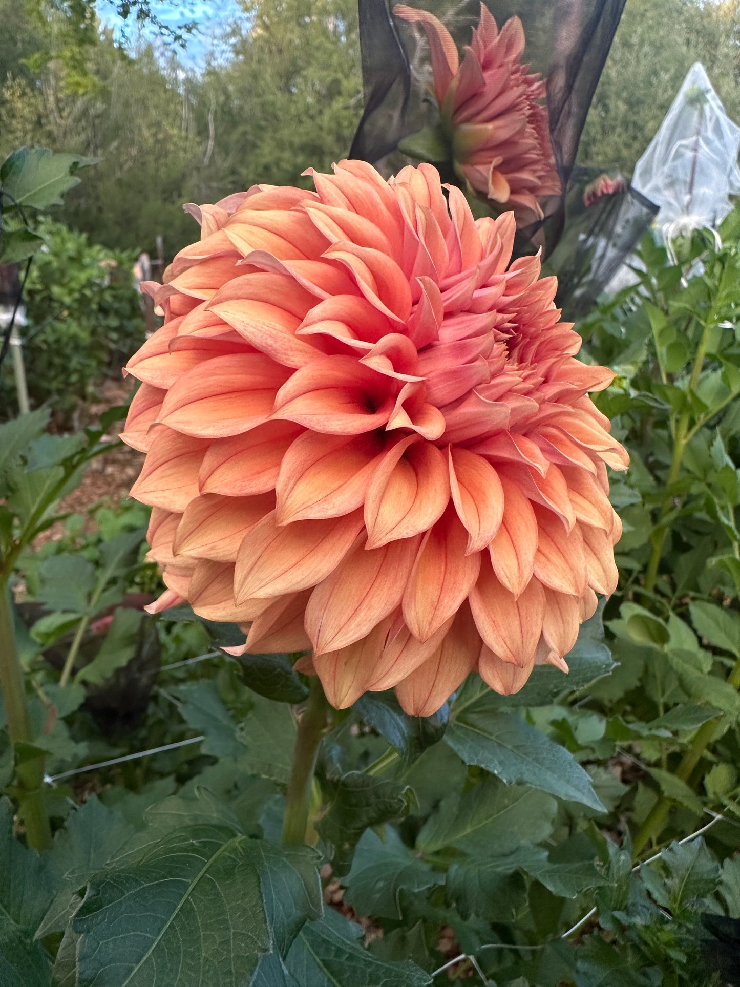 RM Dawson dahlia