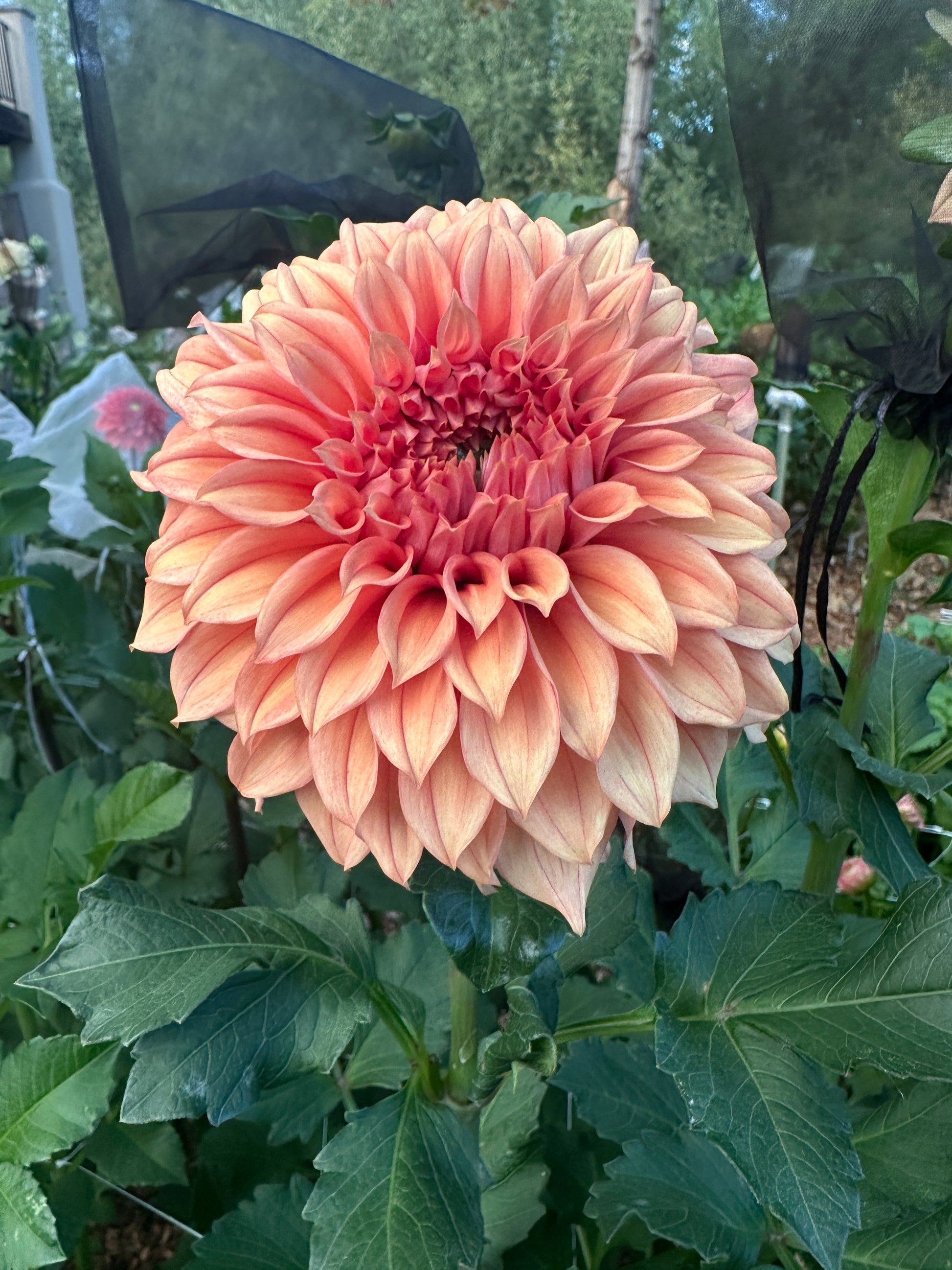 RM Dawson dahlia