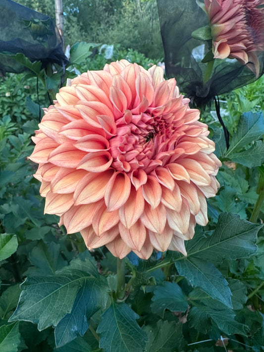 RM Dawson dahlia