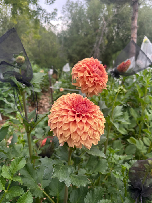 RM Dawson dahlia