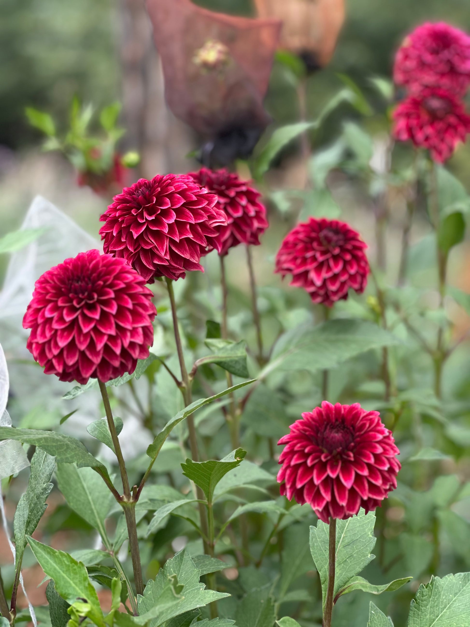 RM Dragon’s Blood dahlia