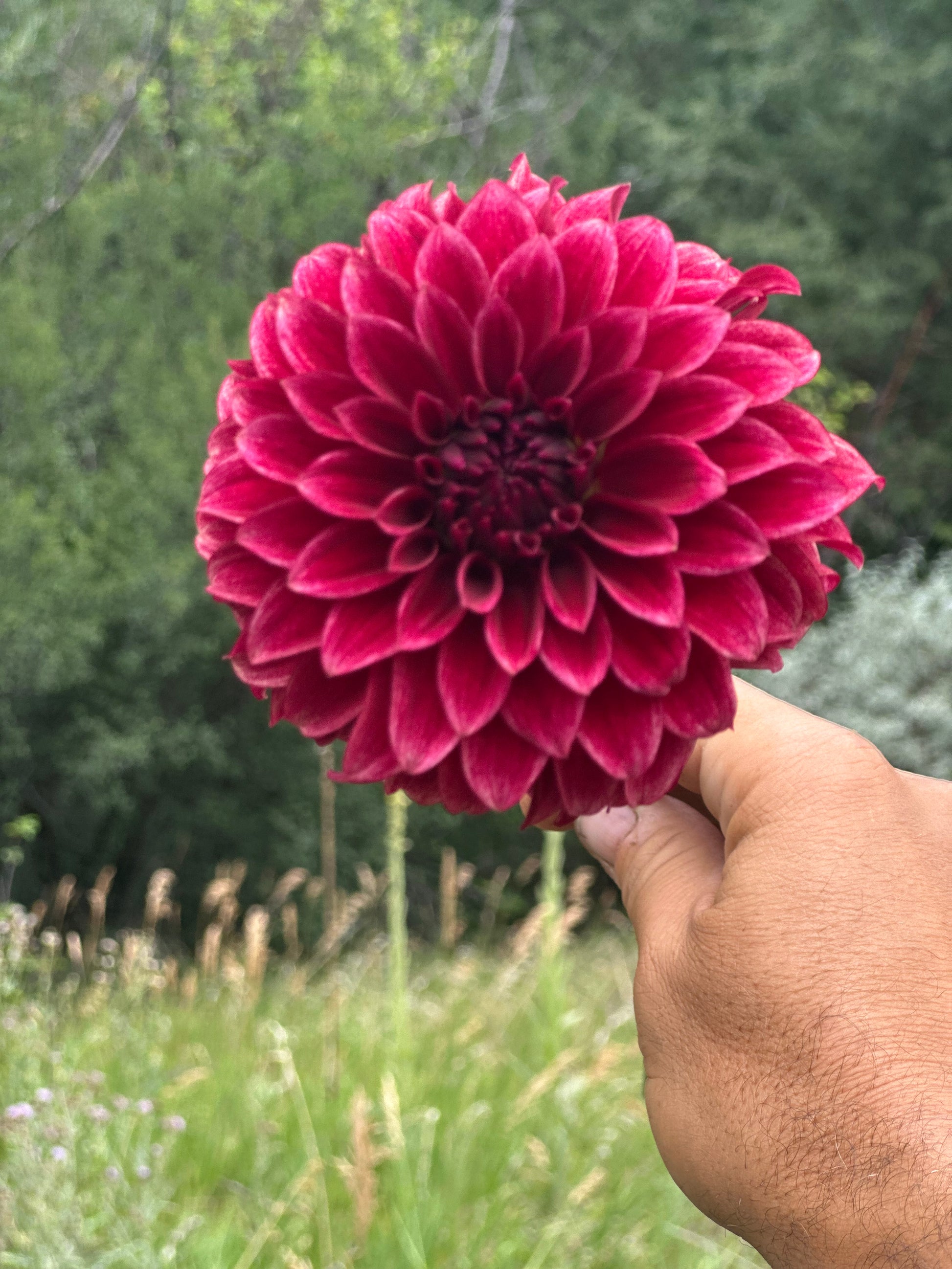 RM Dragon’s Blood dahlia