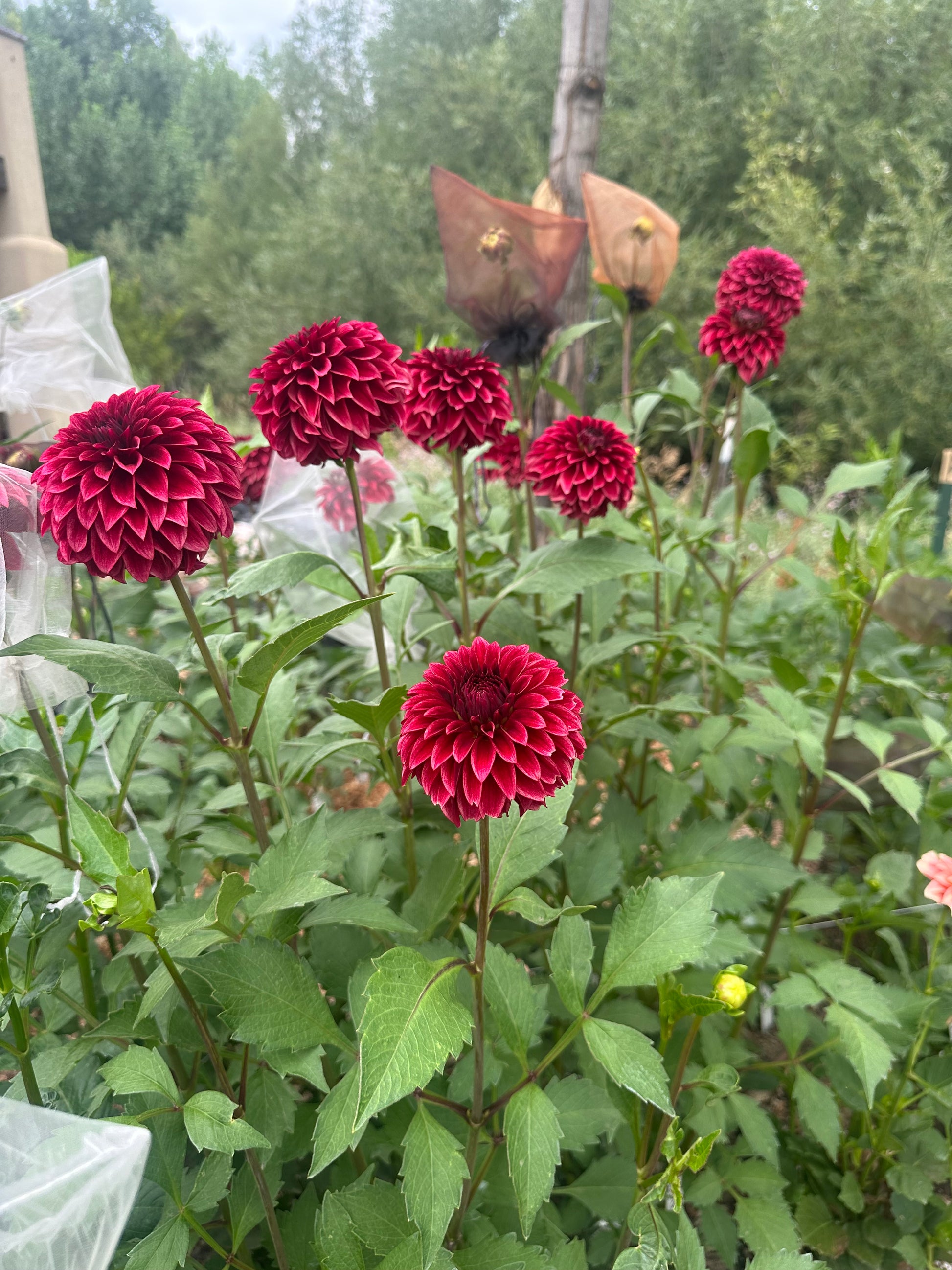 RM Dragon’s Blood dahlia