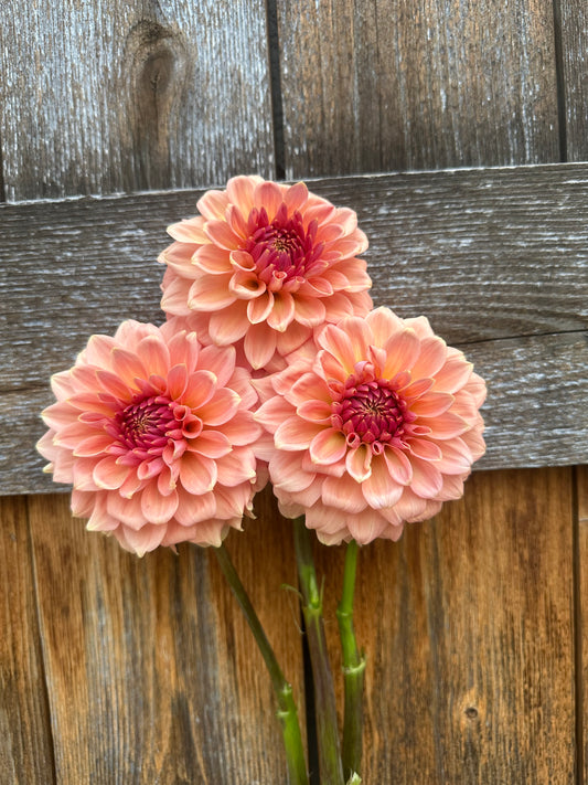RM Dreamy dahlia