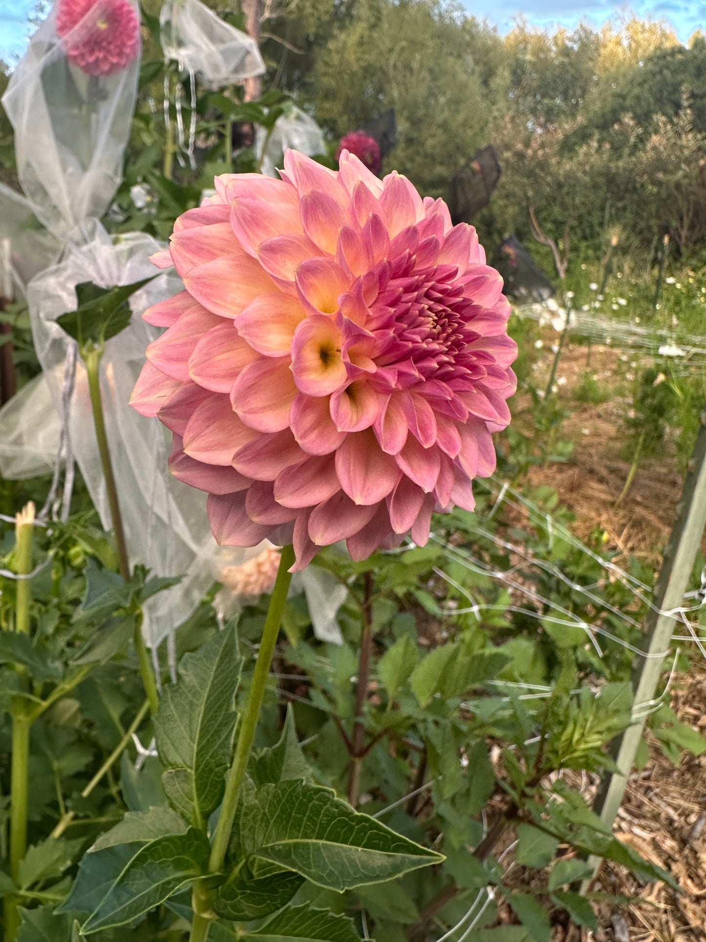 RM Fairytale dahlia