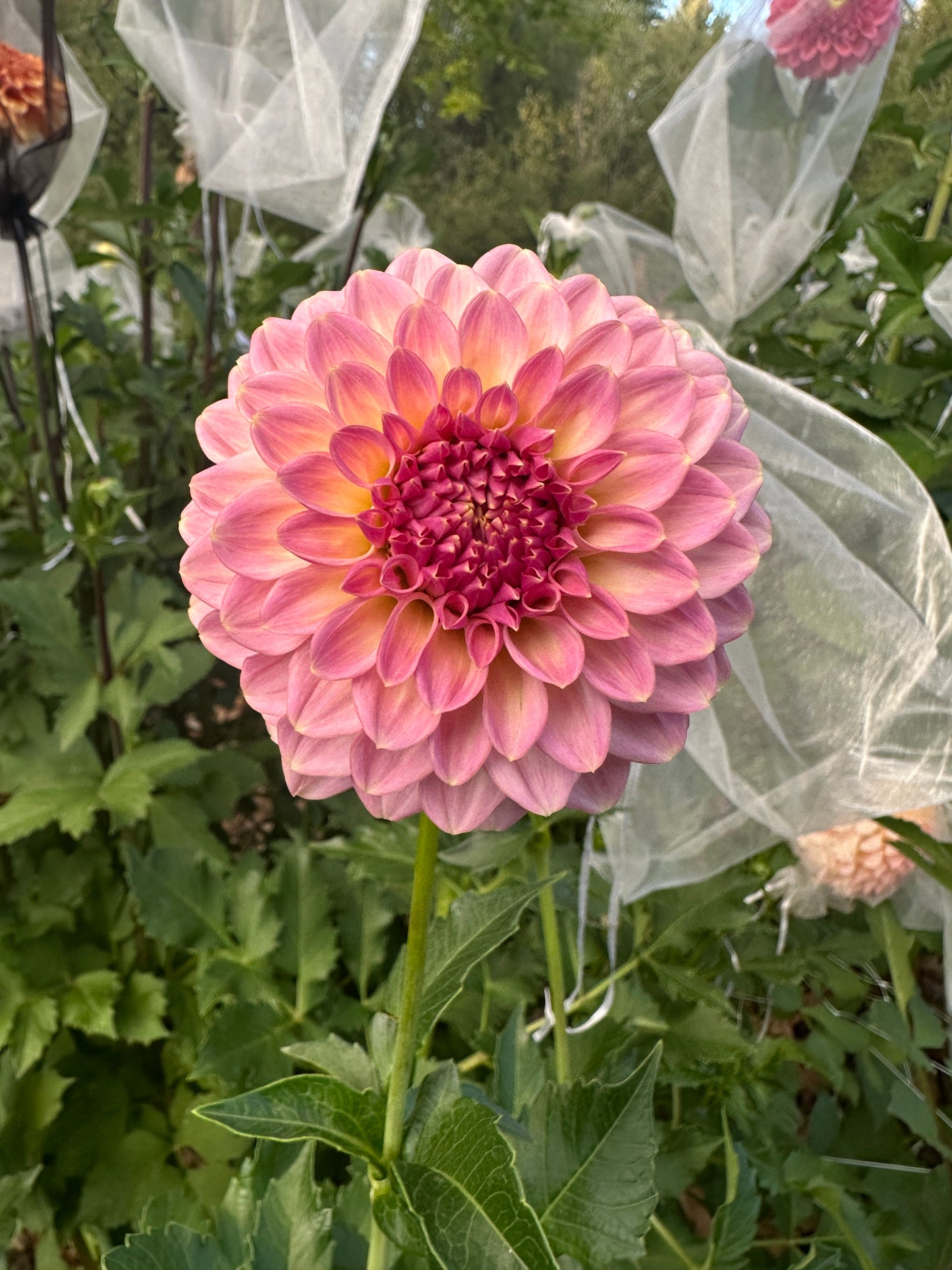 RM Fairytale dahlia