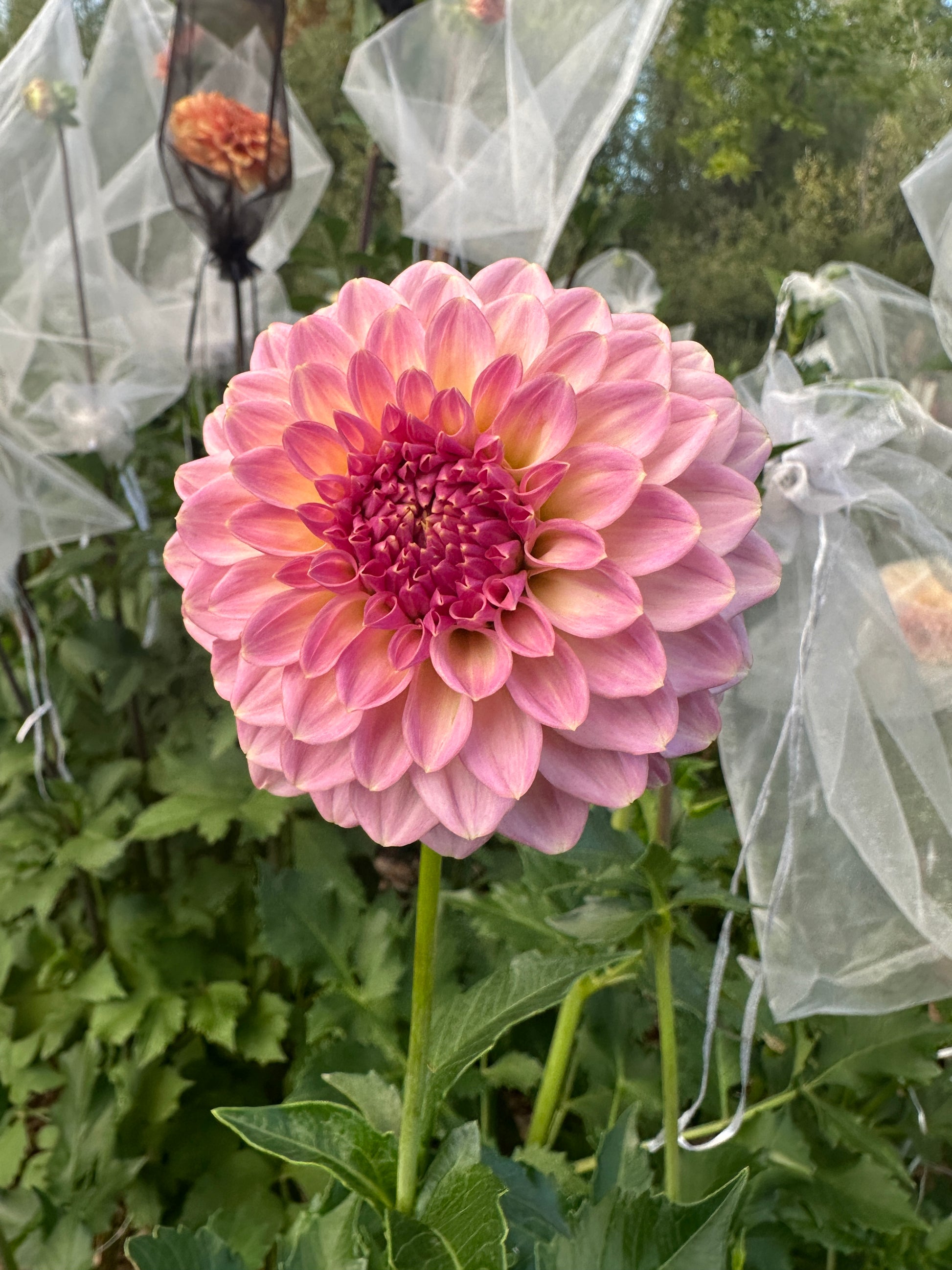RM Fairytale dahlia
