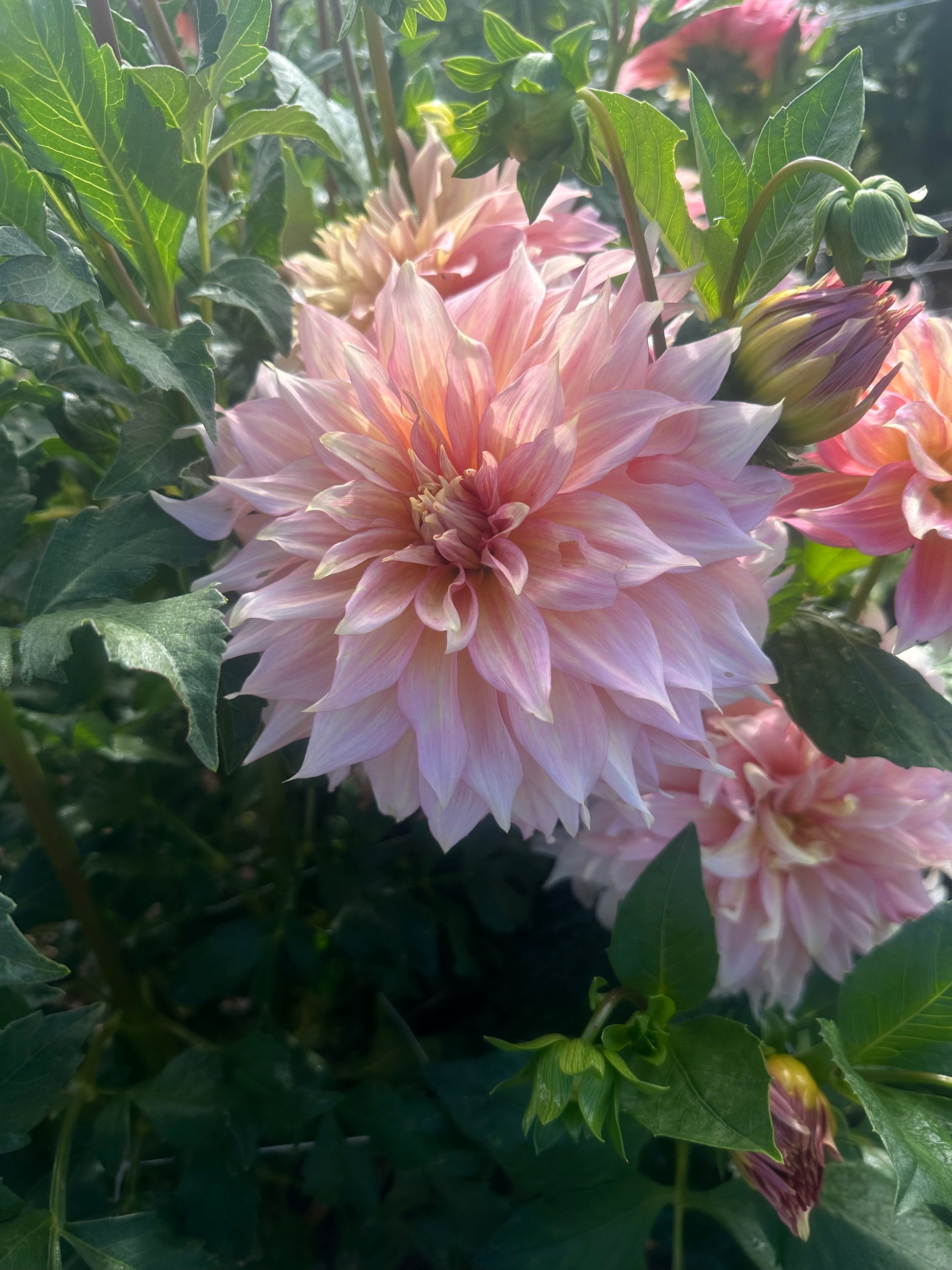 RM Gigi dahlia