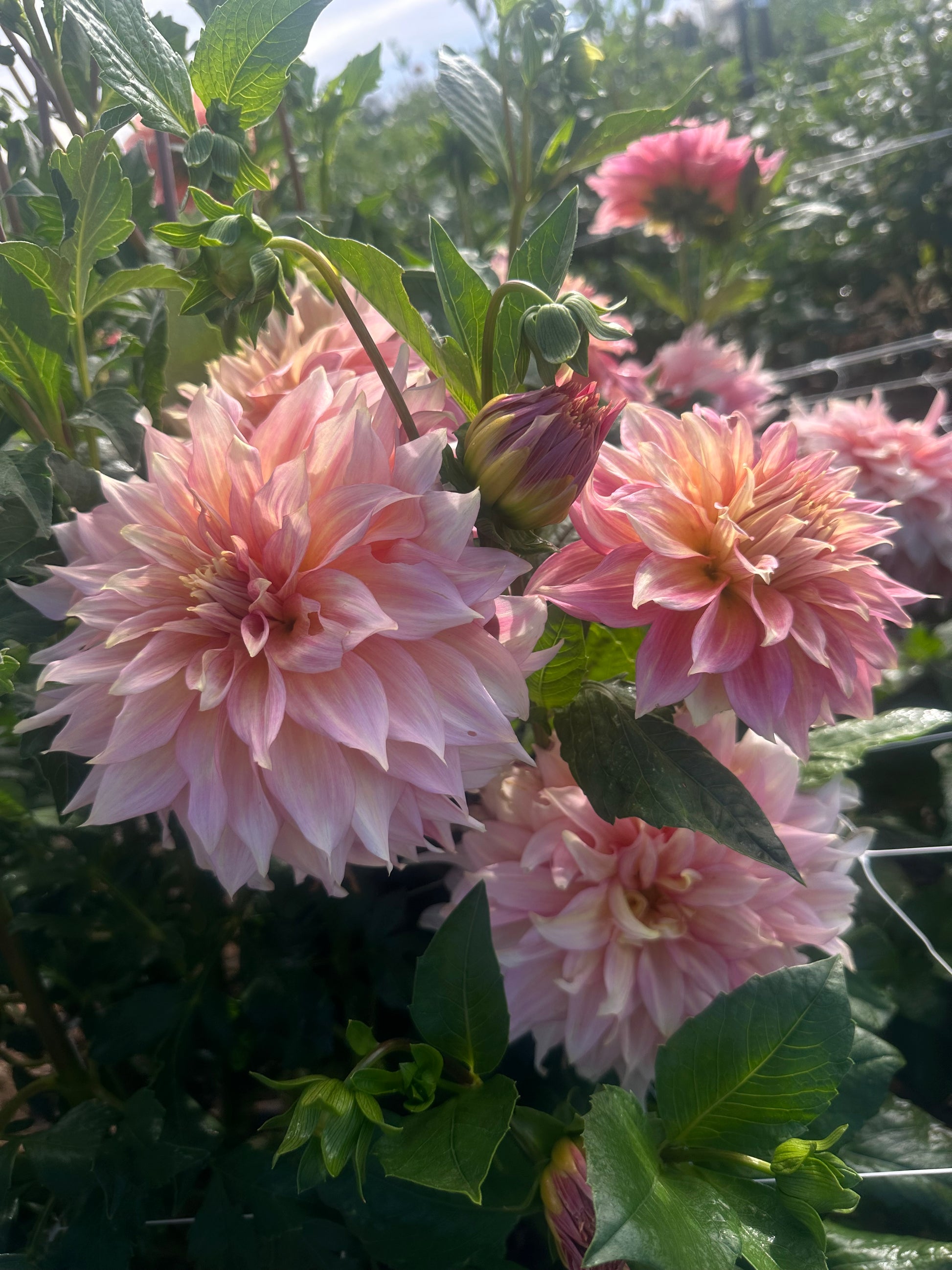 RM Gigi dahlia