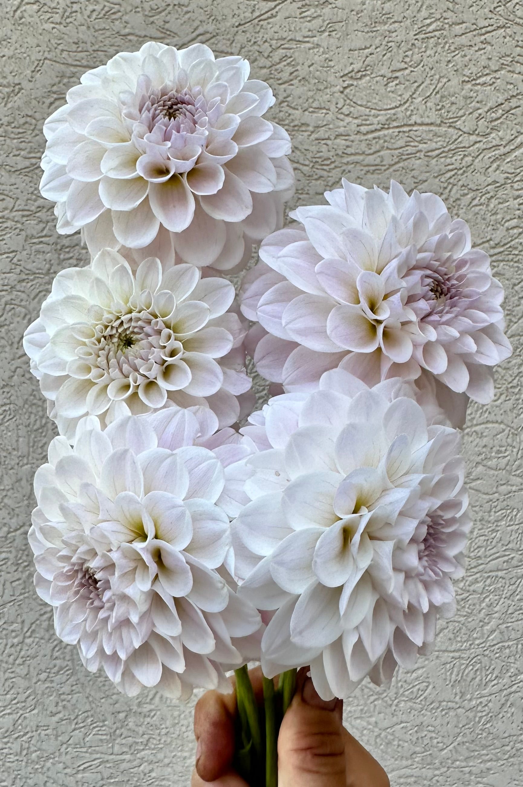RM Hannah Joe dahlia