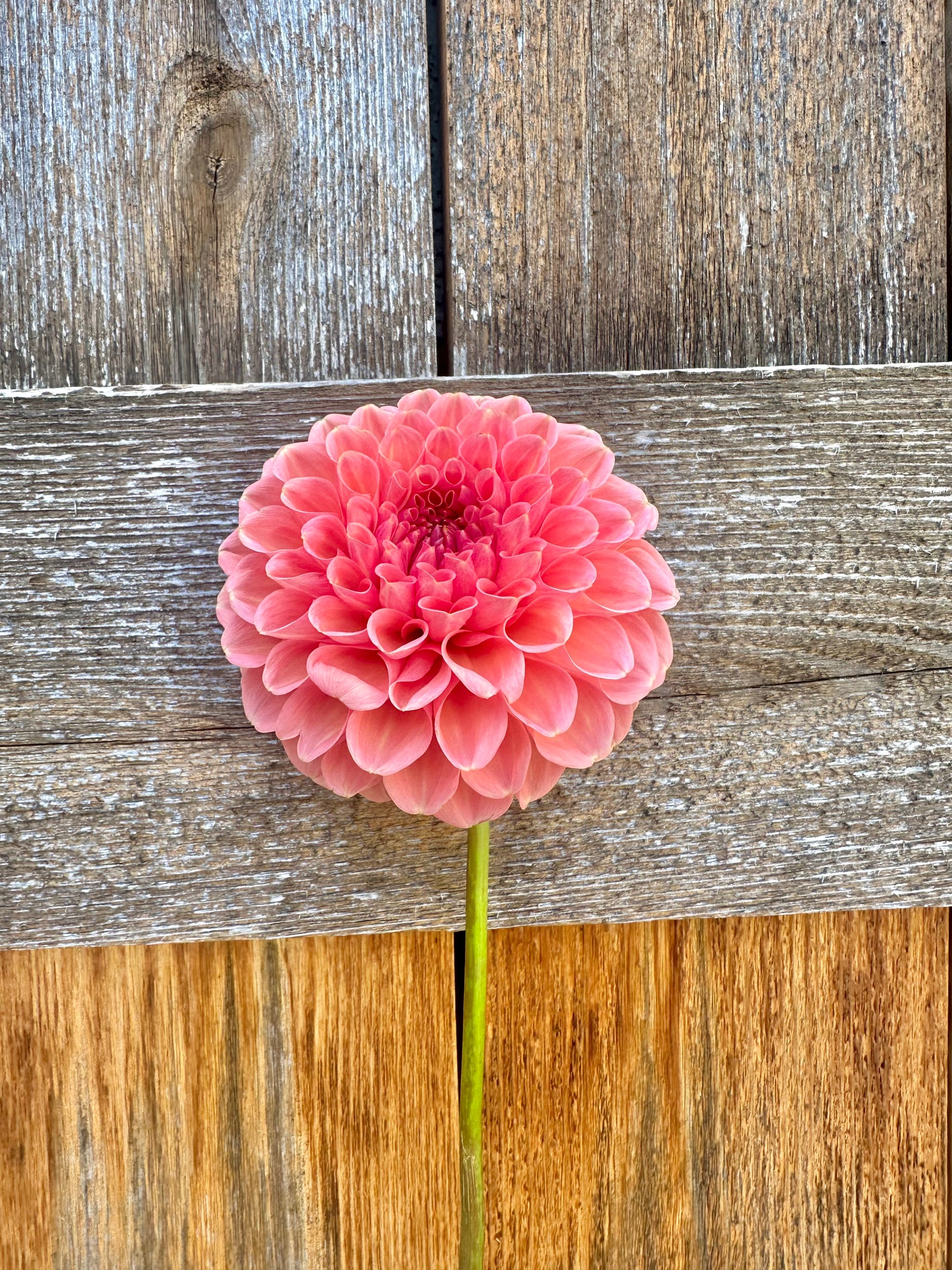 RM Honey Hive dahlia