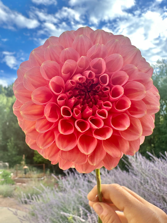 RM Honey Hive dahlia