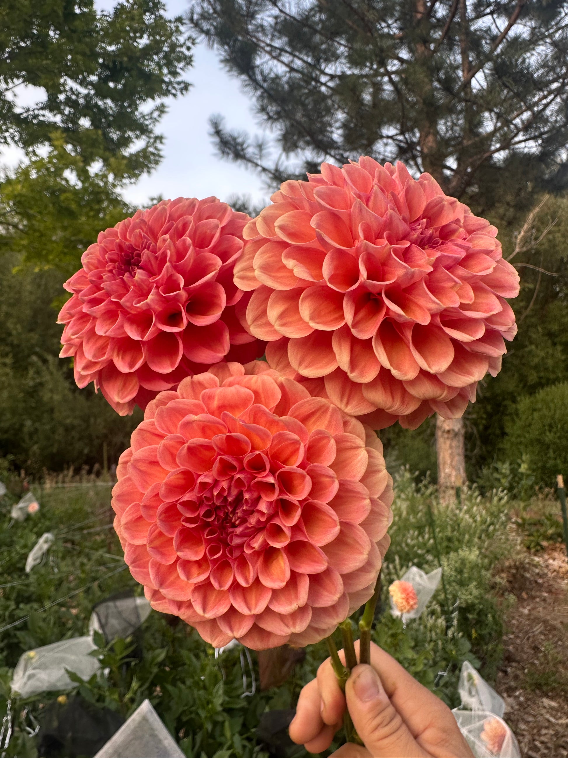 RM Honey Hive dahlia