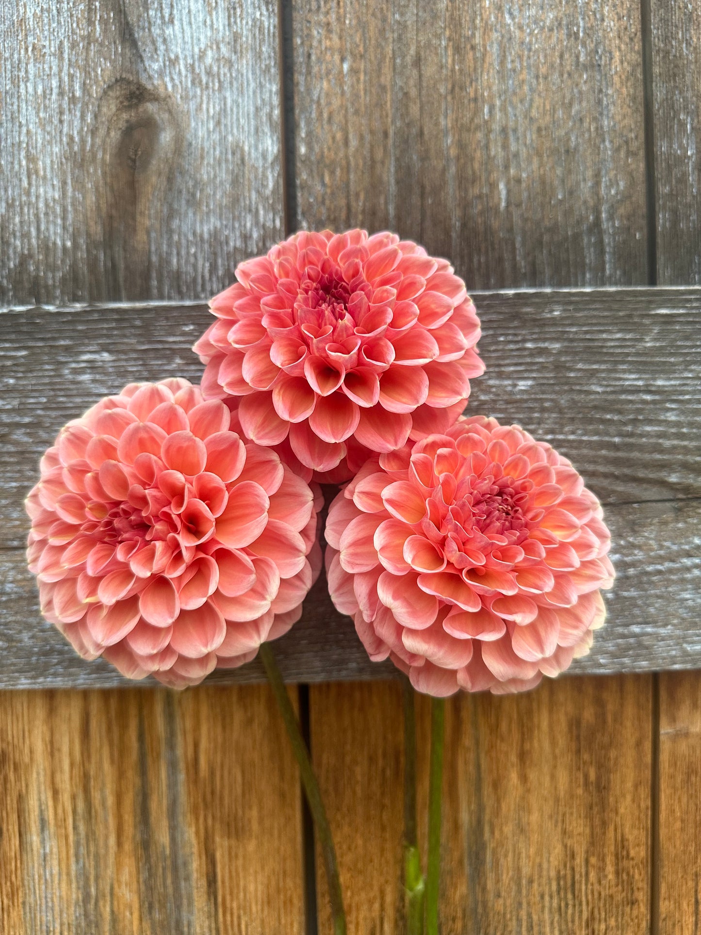 RM Honey Hive dahlia